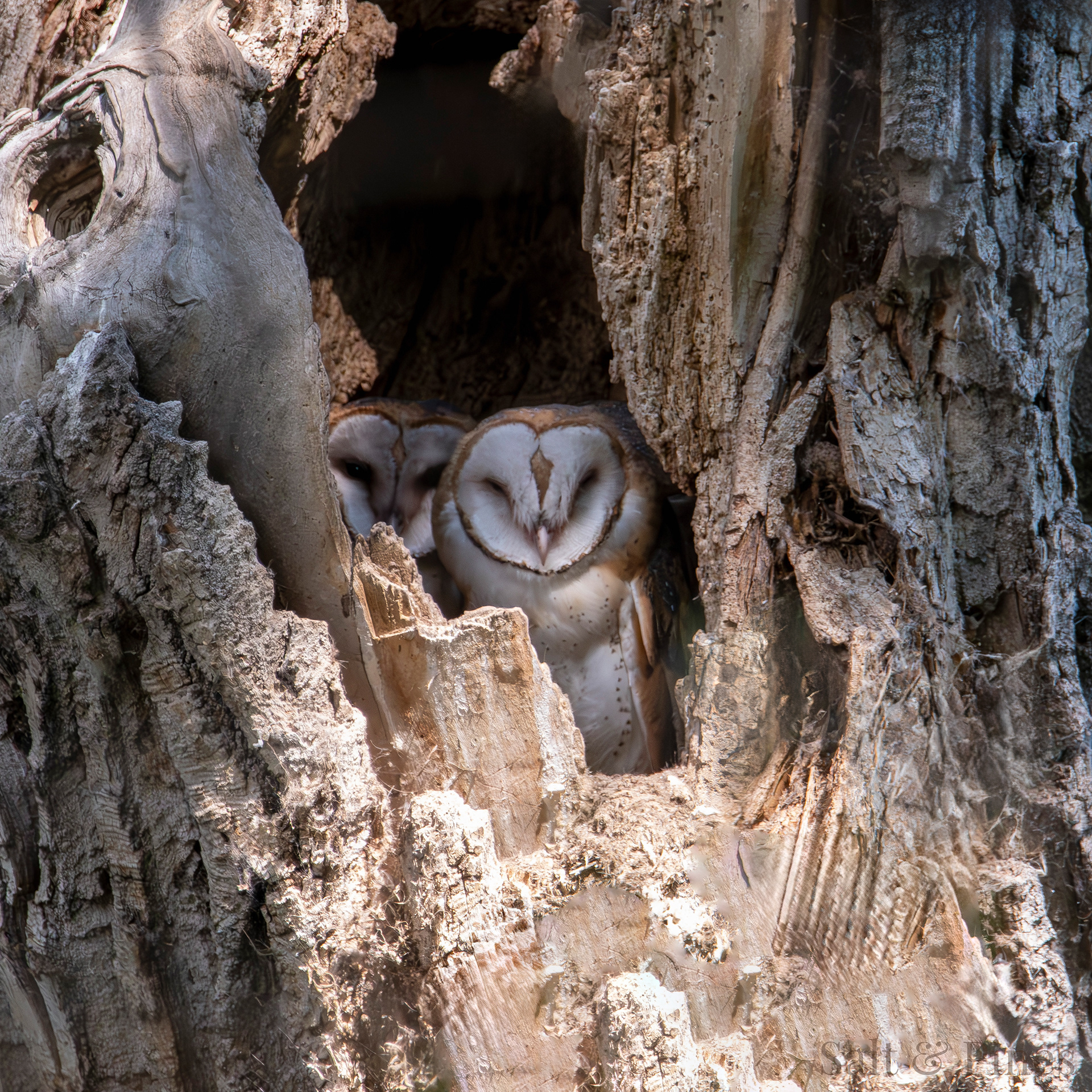 Barn Owls