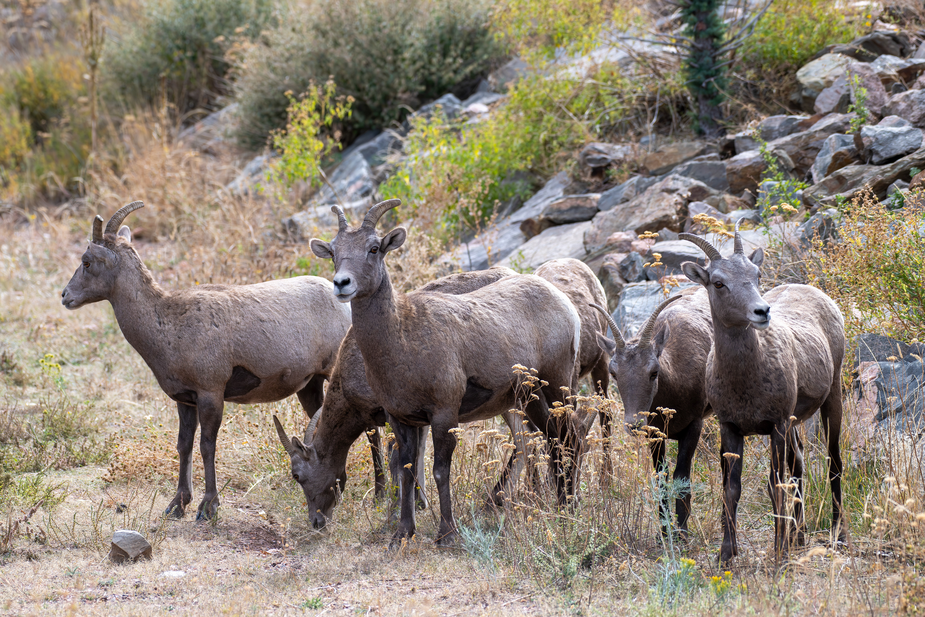 Royal Gorge Bridge Wildlife