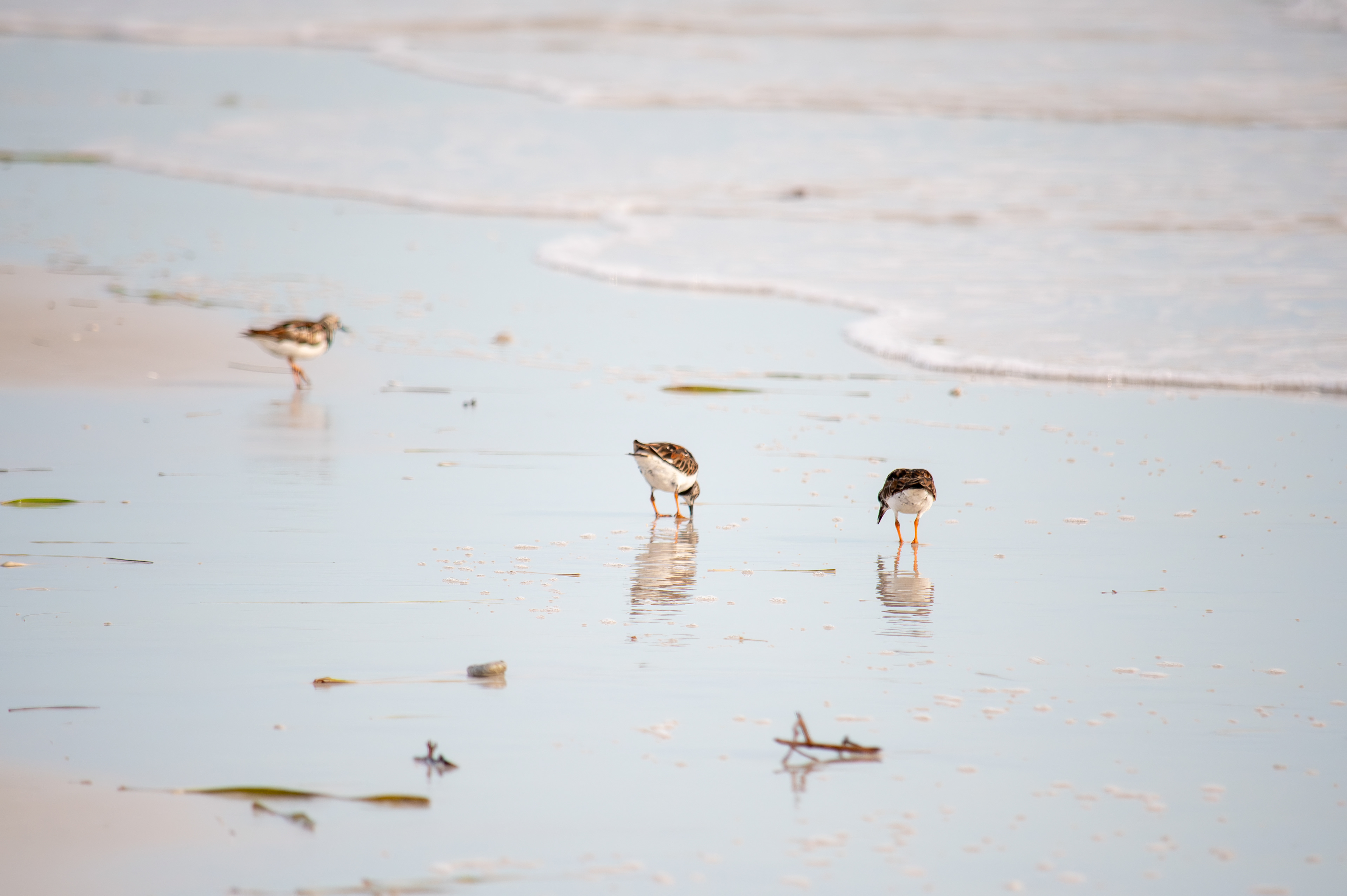 Ruddy Turnstone