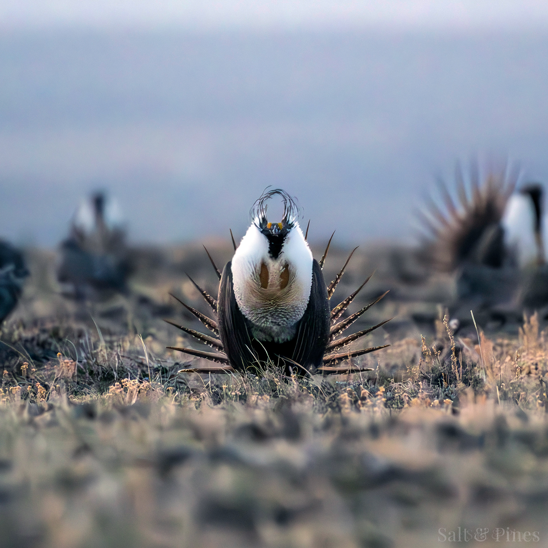 Greater Sage Grouse