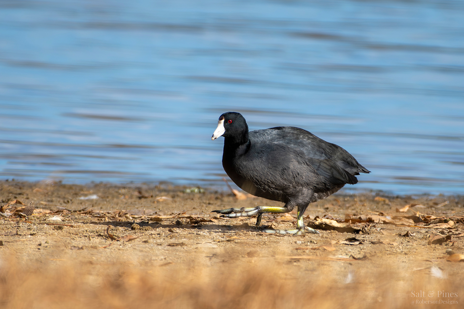 American Coot by shoreline