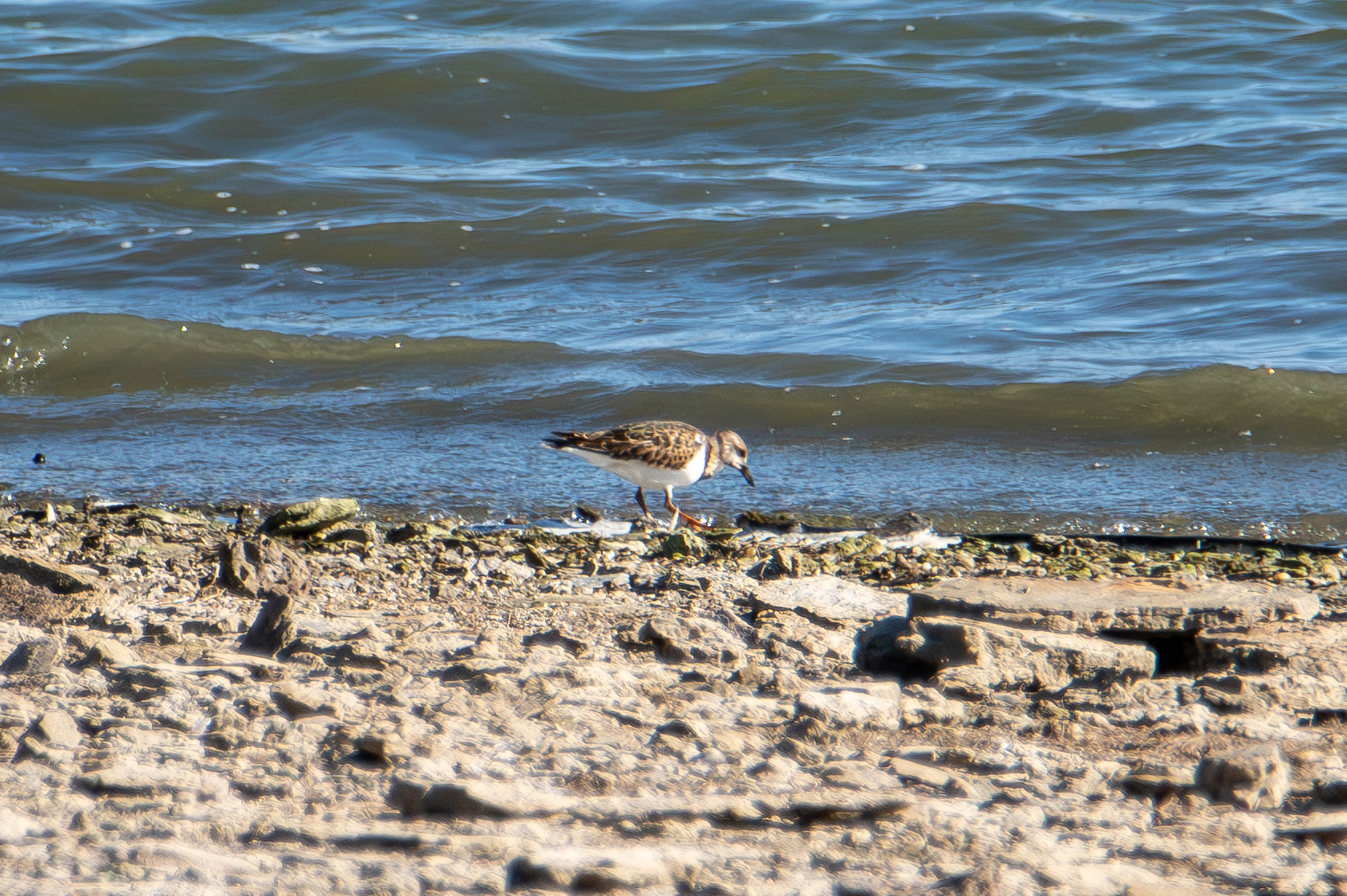 Ruddy Turnstone