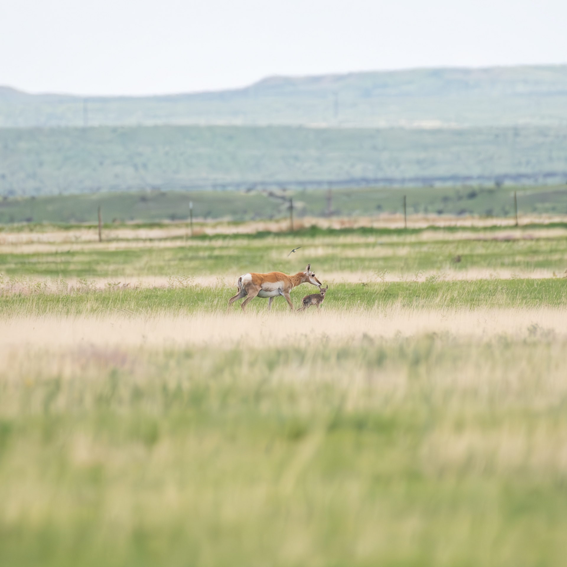 Pronghorn