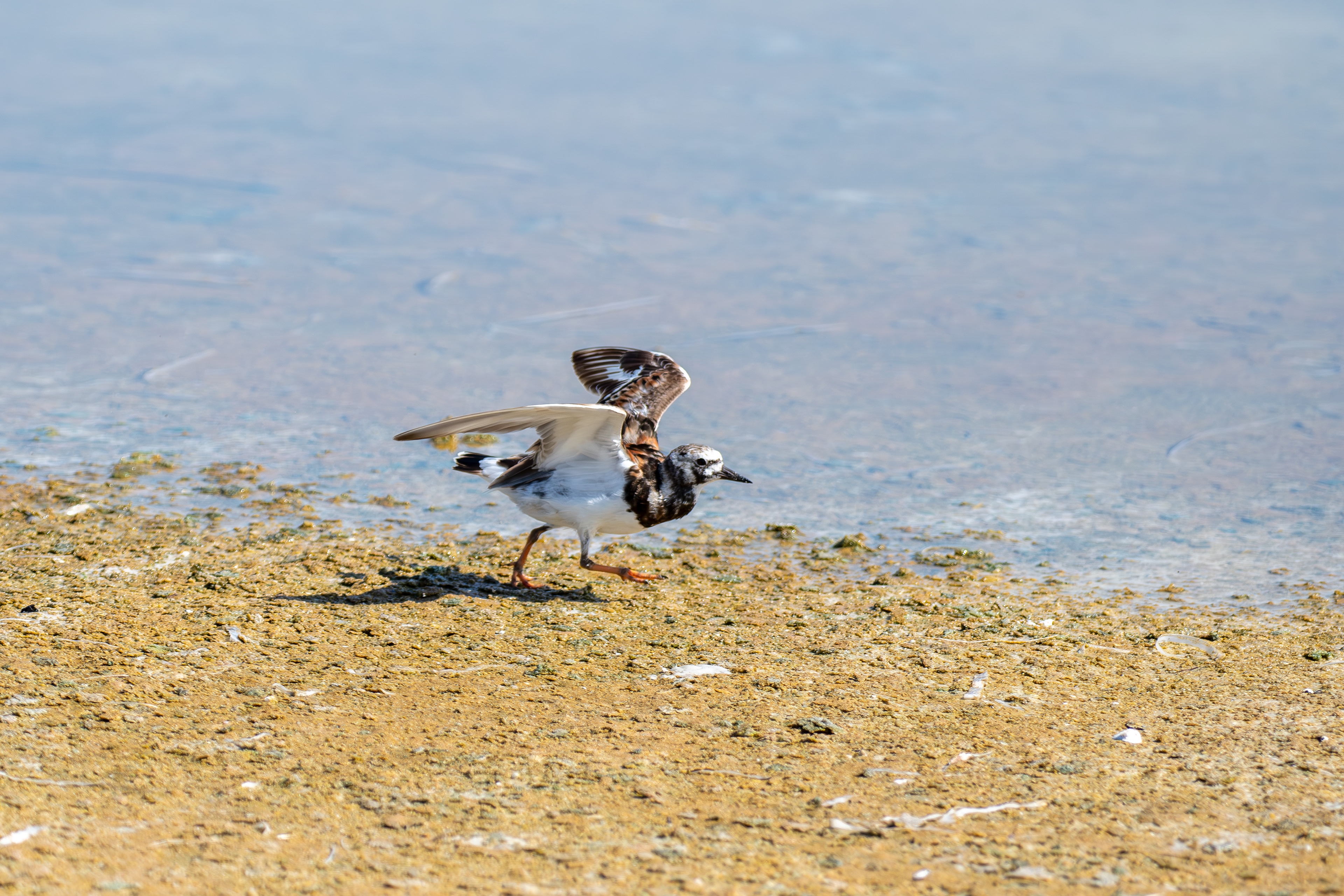 Ruddy Turnstone
