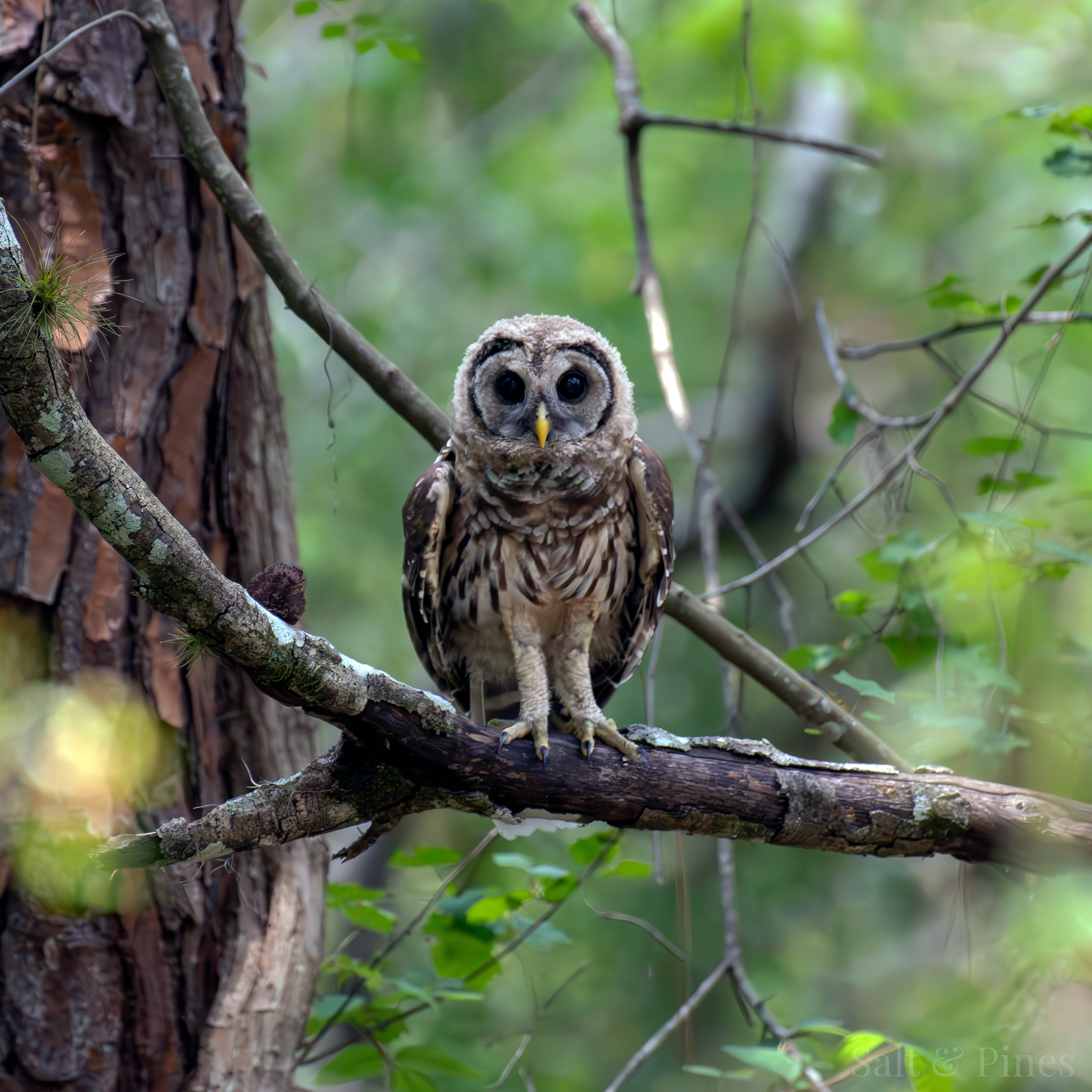 Barred owl