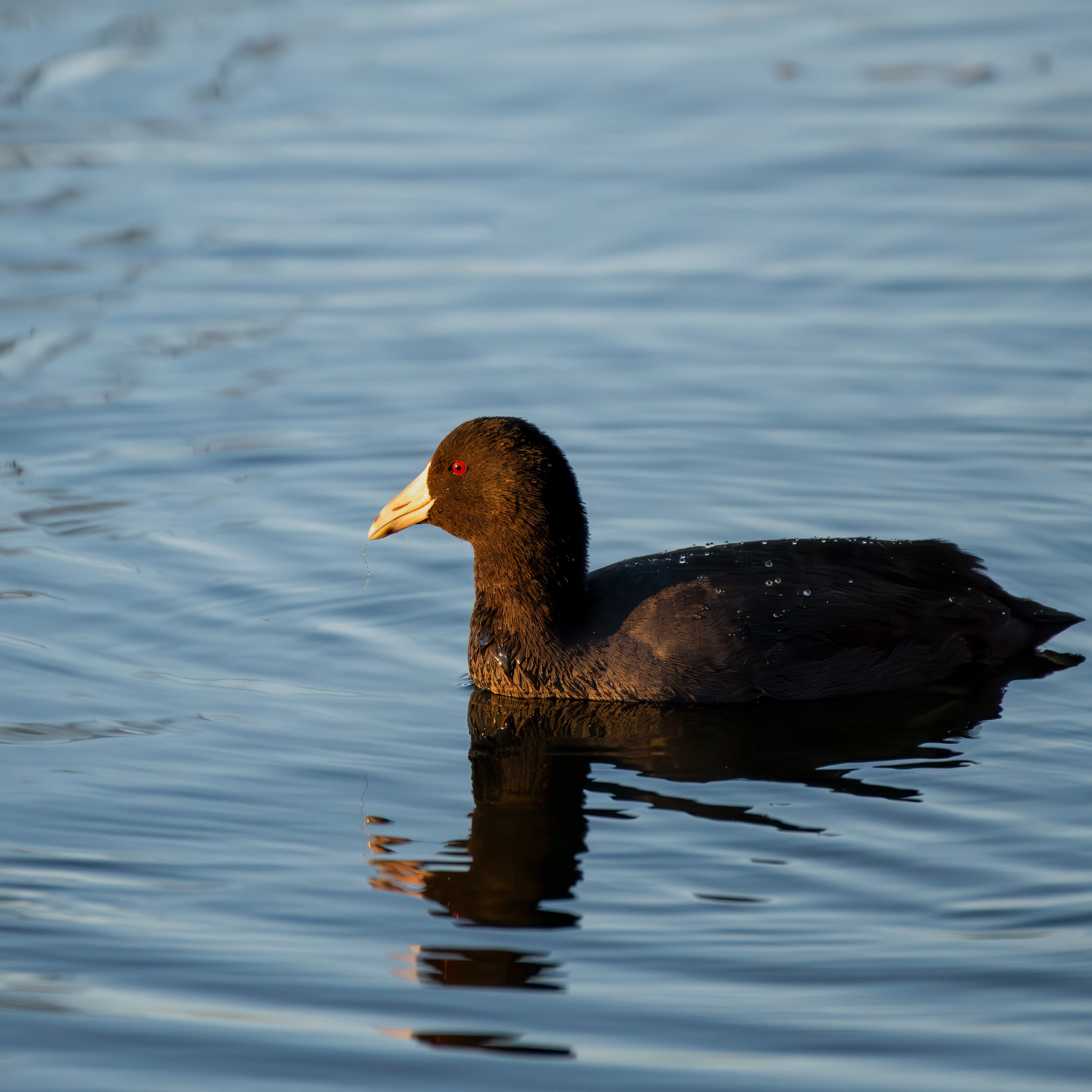 American Coot Swimming