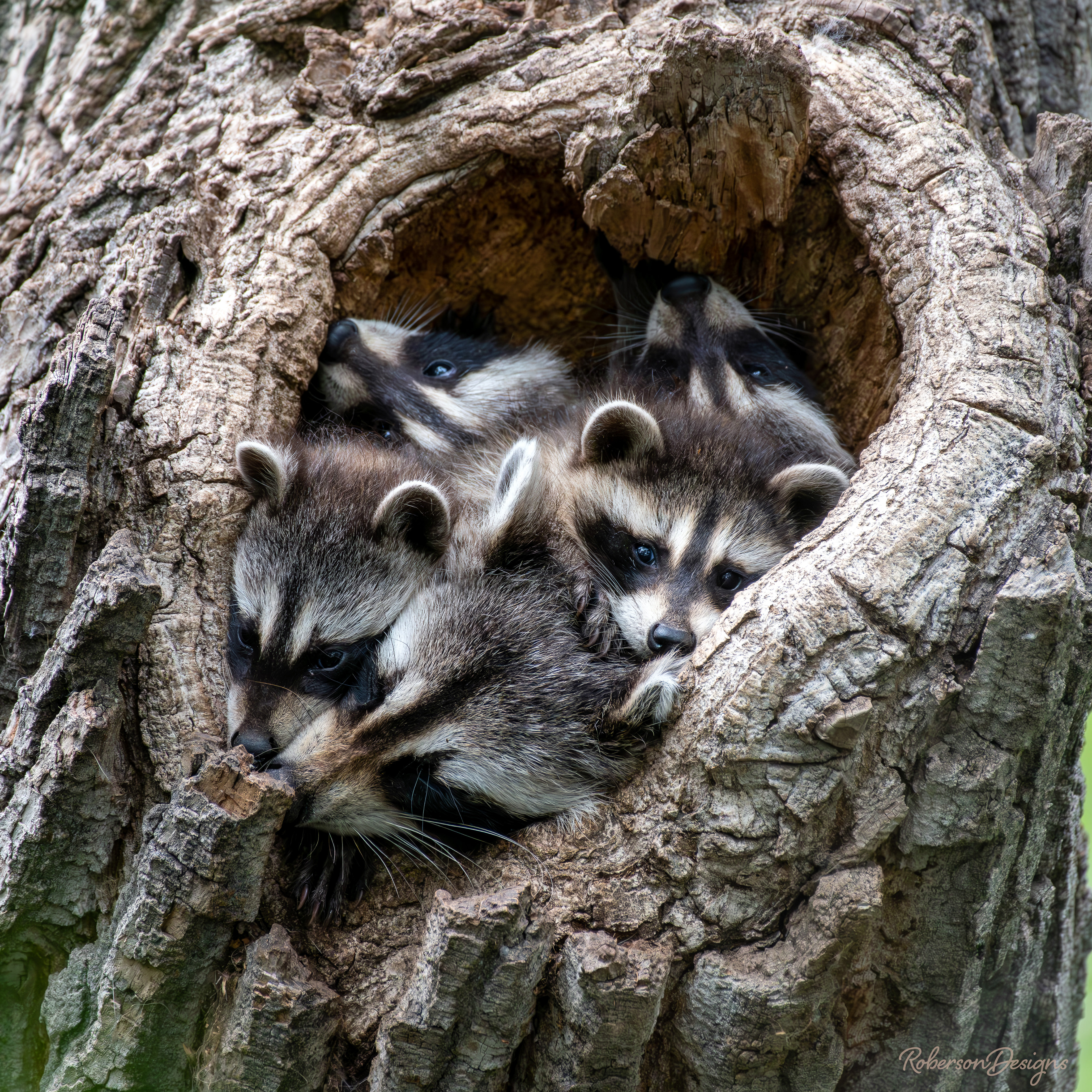 Raccoon Family in Tree Hole