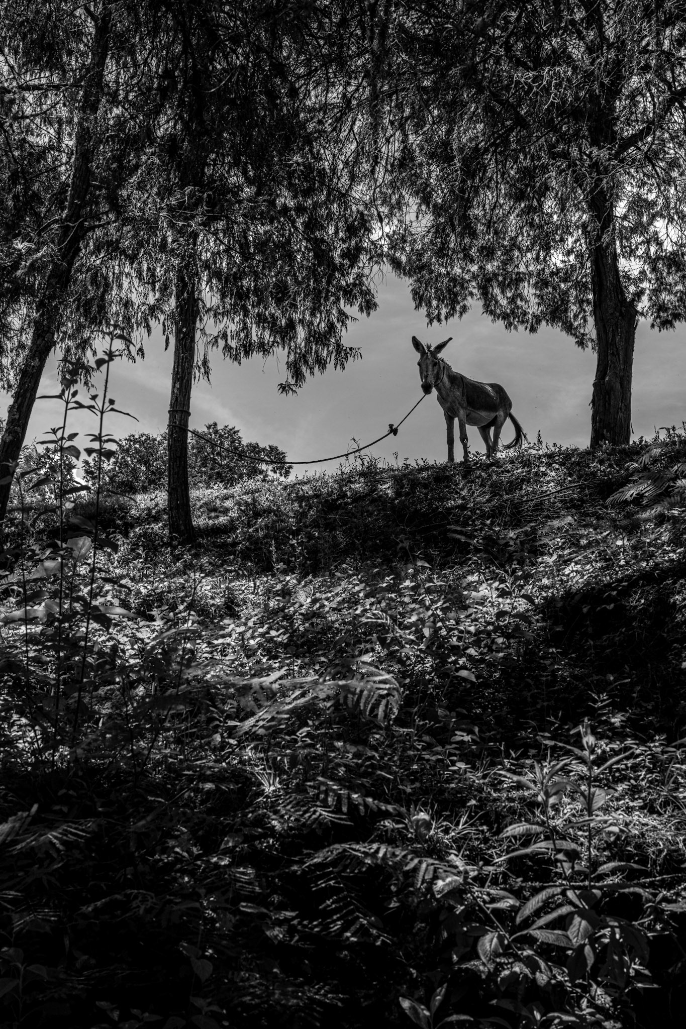 Santiago Apoala, Oaxaca, Mexico · August 19, 2022 · Nikon Z 9 · Nikkor Z 50 mm f/1.8 S · 1/200 sec f/11 ISO 280