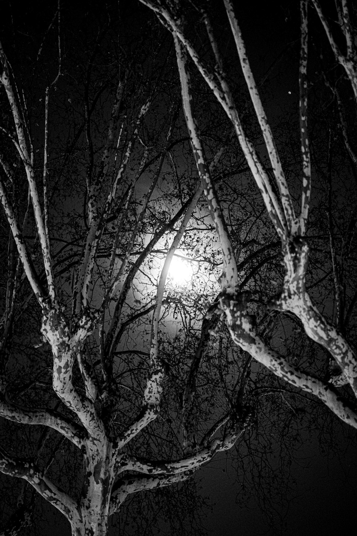 Lyon, France · December 26, 2023 · Nikon Z 9 · Nikkor Z 85mm f/1.2 S · 1/50 sec f/1.2 ISO 8000