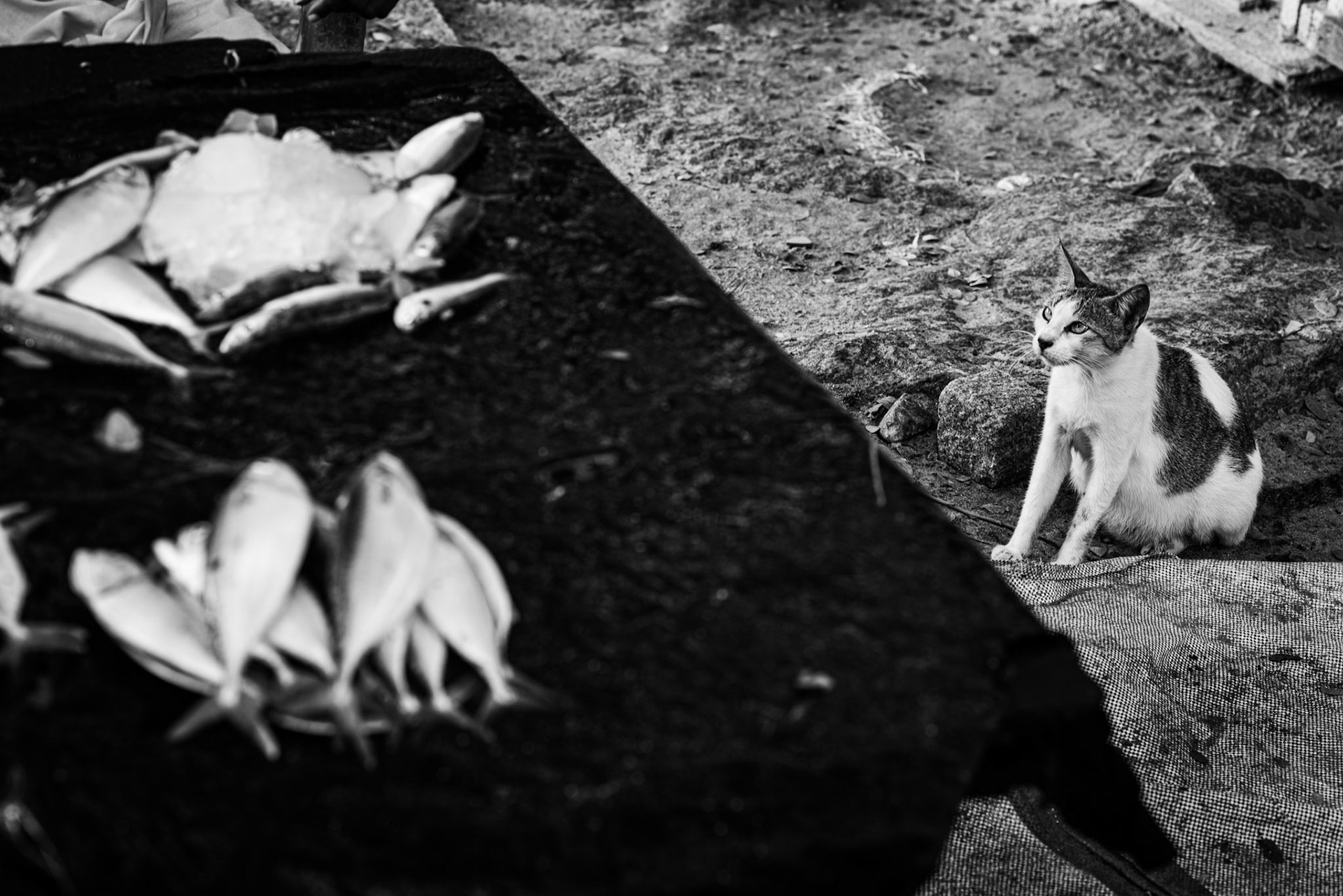 Kochi, Kerala, India · November 12, 2015 · Nikon D800 · 85.0 mm f/1.8 · 1/40 sec f/6.3 ISO 200