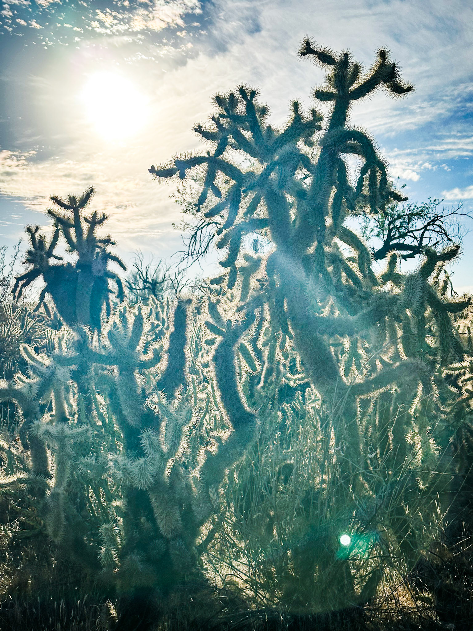 Tonto National Forest, Arizona · October 8, 2024 · Apple iPhone 14 Pro Max · iPhone 14 Pro Max back triple camera 6.86mm f/1.8 · f/1.8 ISO 80