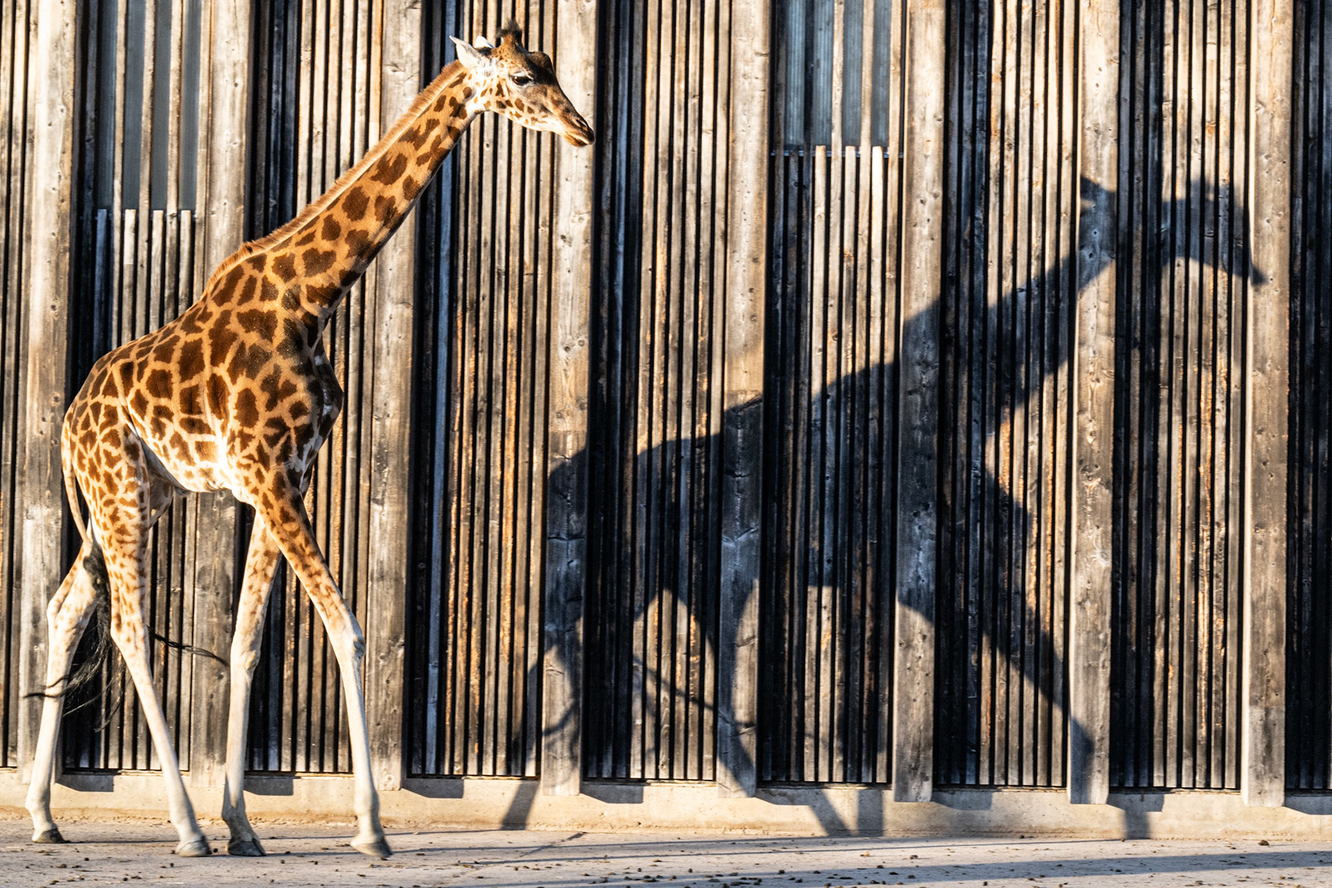 Lyon, France · December 26, 2023 · Nikon Z 9 · Nikkor Z 85mm f/1.2 S · 1/100 sec f/16 ISO 450