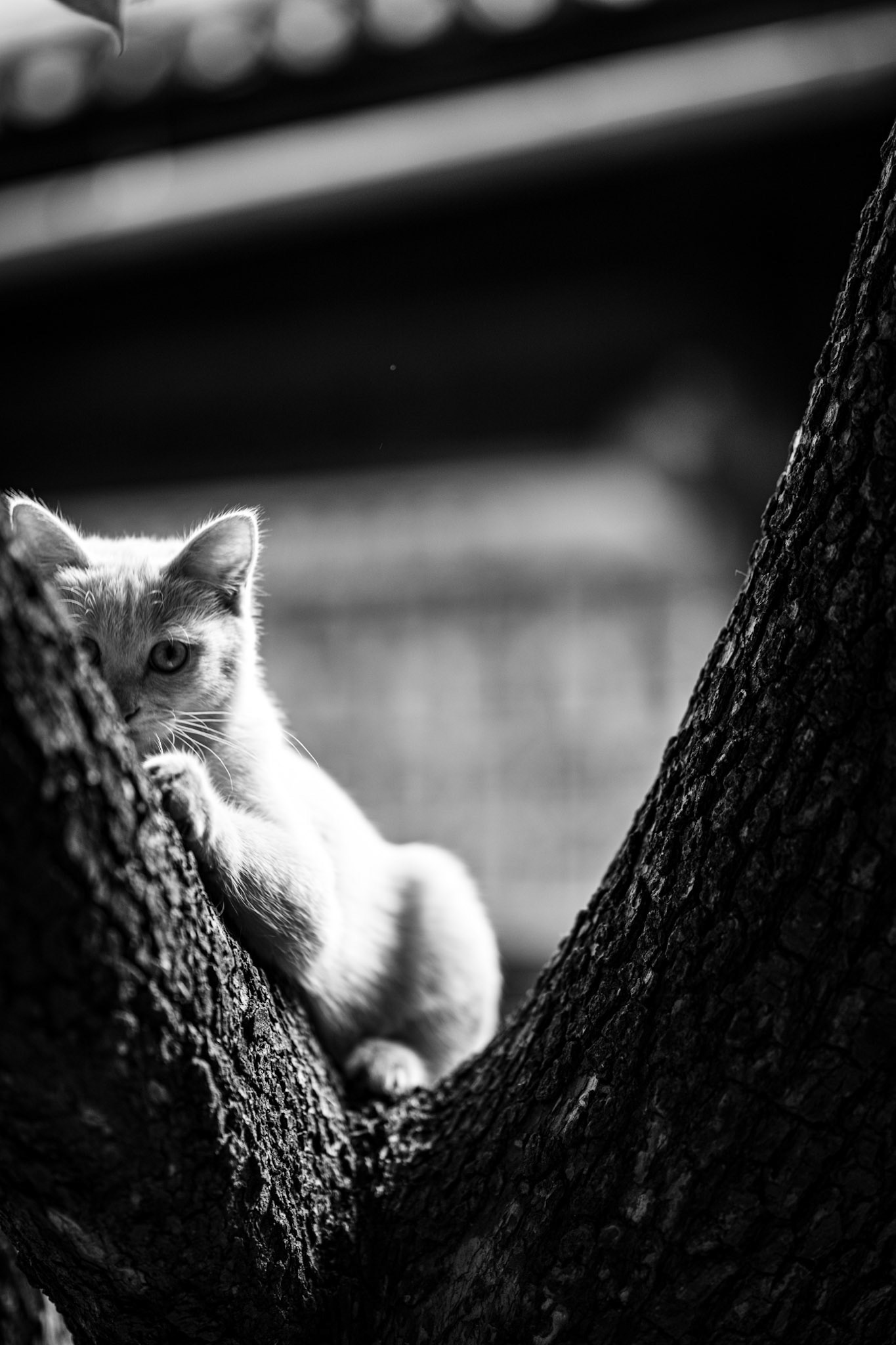 Lijiang, Yunnan Province, China · July 18, 2023 · Nikon Z 9 · Nikkor Z 85 mm f/1.8 S · 1/125 sec f/1.8 ISO 400