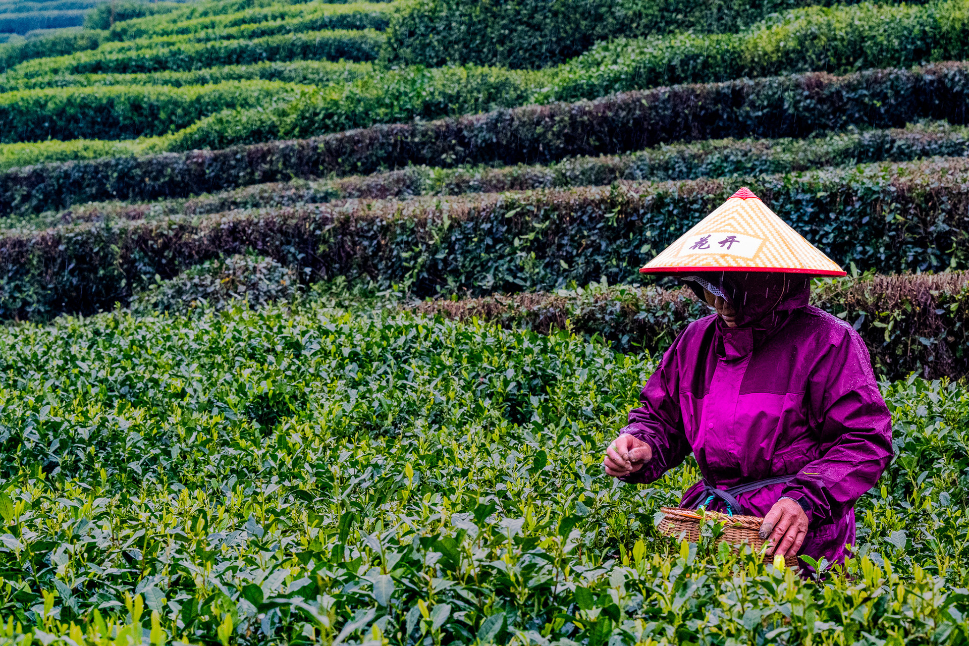 West Lake, Longjing, Hangzhou, Zhejiang, China · April 12, 2025 · Nikon Z 9 · Nikkor Z 135mm f/1.8 S Plena · 1/200 sec f/16 ISO 6400