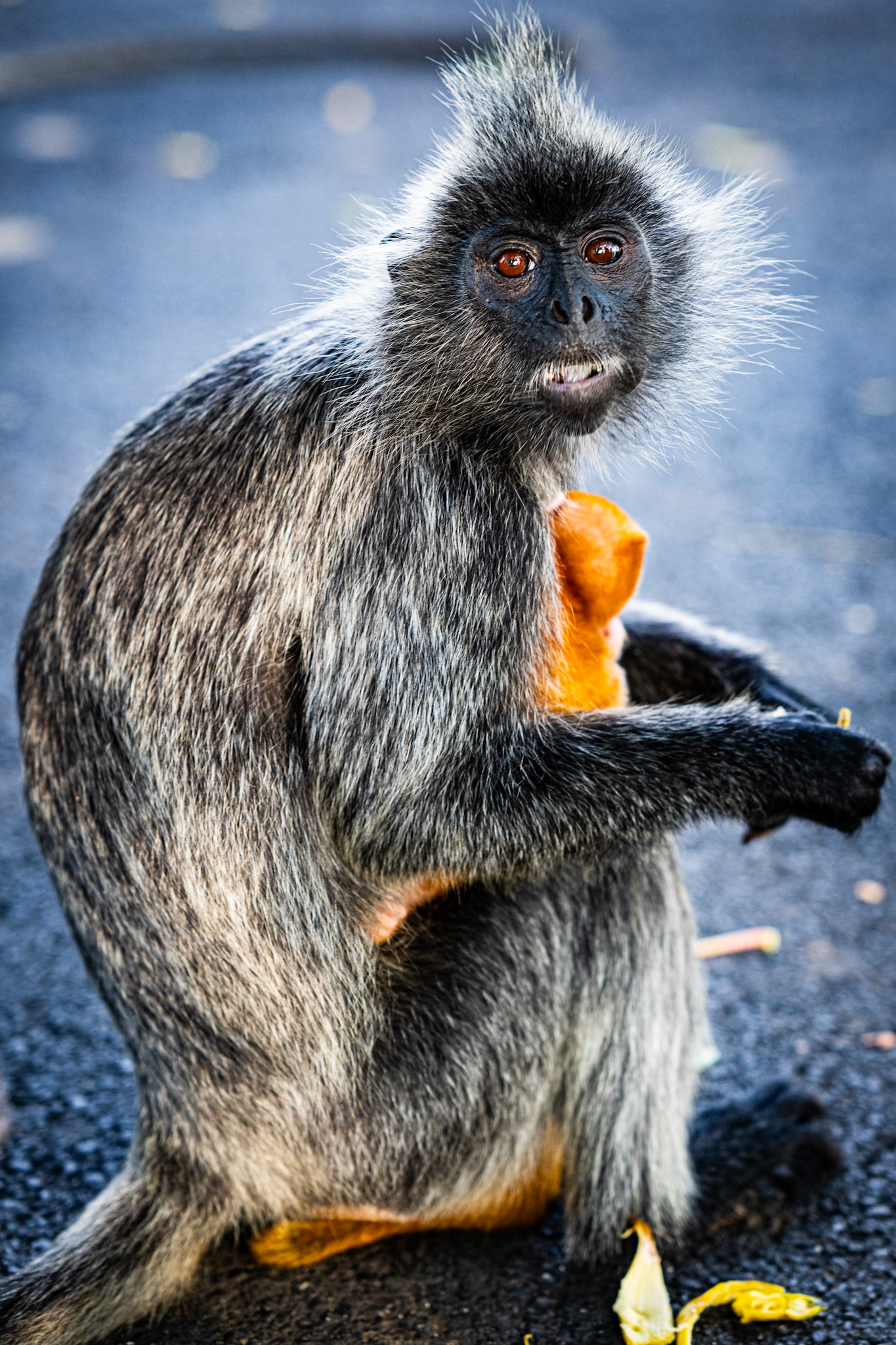 Kuala Selangor, Selangor, Malaysia · July 14, 2022 · Nikon Z 9 · Nikkor Z 85 mm f/1.8 S · 1/250 sec f/2.8 ISO 500