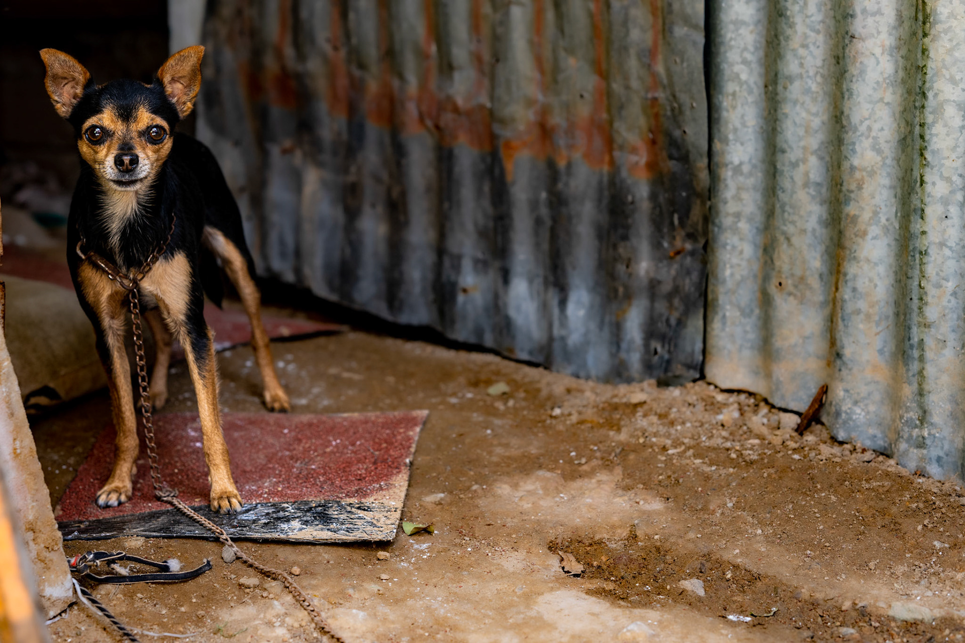 Oaxaca, Mexico · August 20, 2022 · Nikon Z 9 · Nikkor Z 85 mm f/1.8 S · 1/125 sec f/4.0 ISO 500