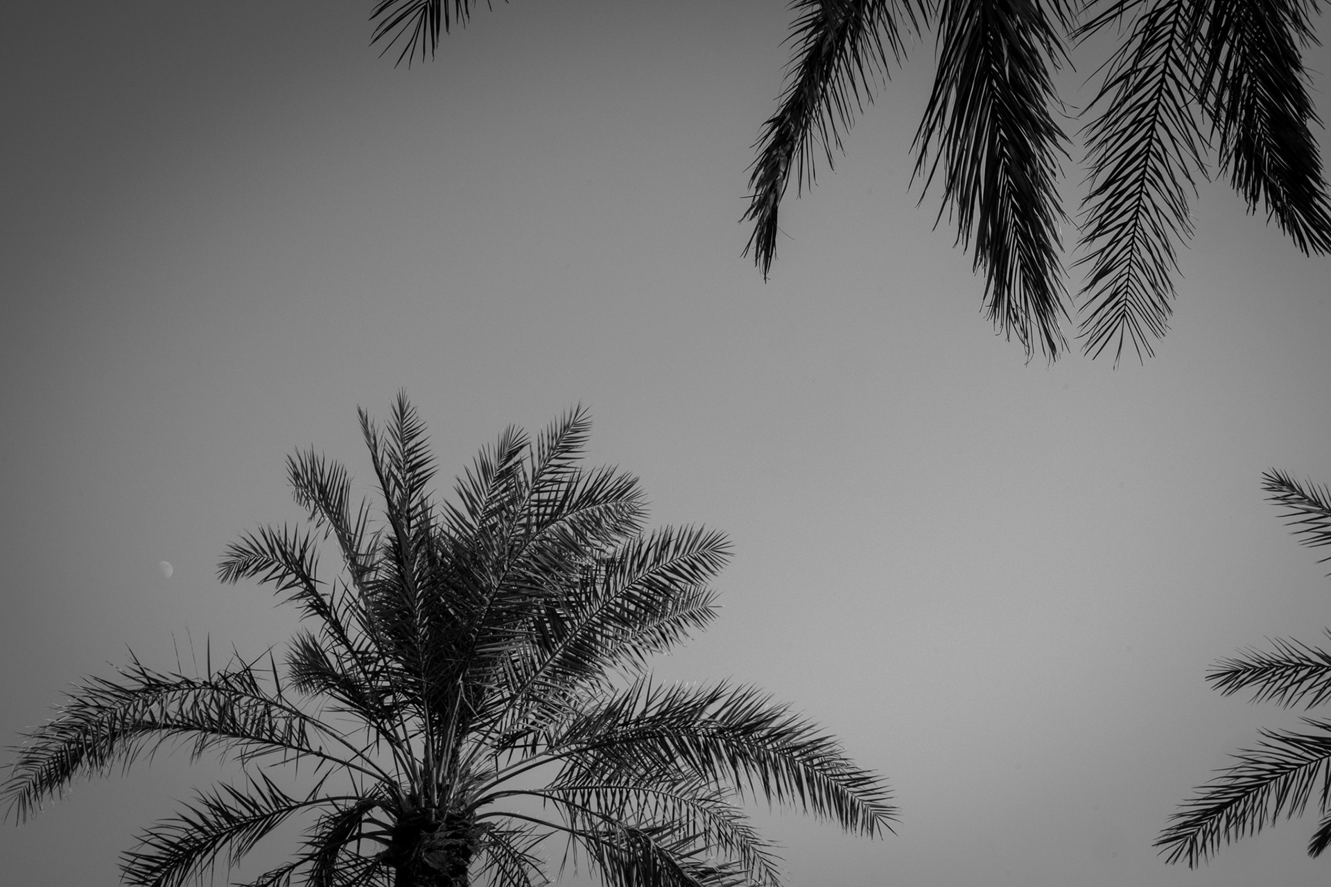 Al-Ahsa, Eastern Province, Saudi Arabia · November 28, 2025 · Nikon Z 9 · Nikkor Z 50mm f/1.2 S · 1/400 sec f/16 ISO 360