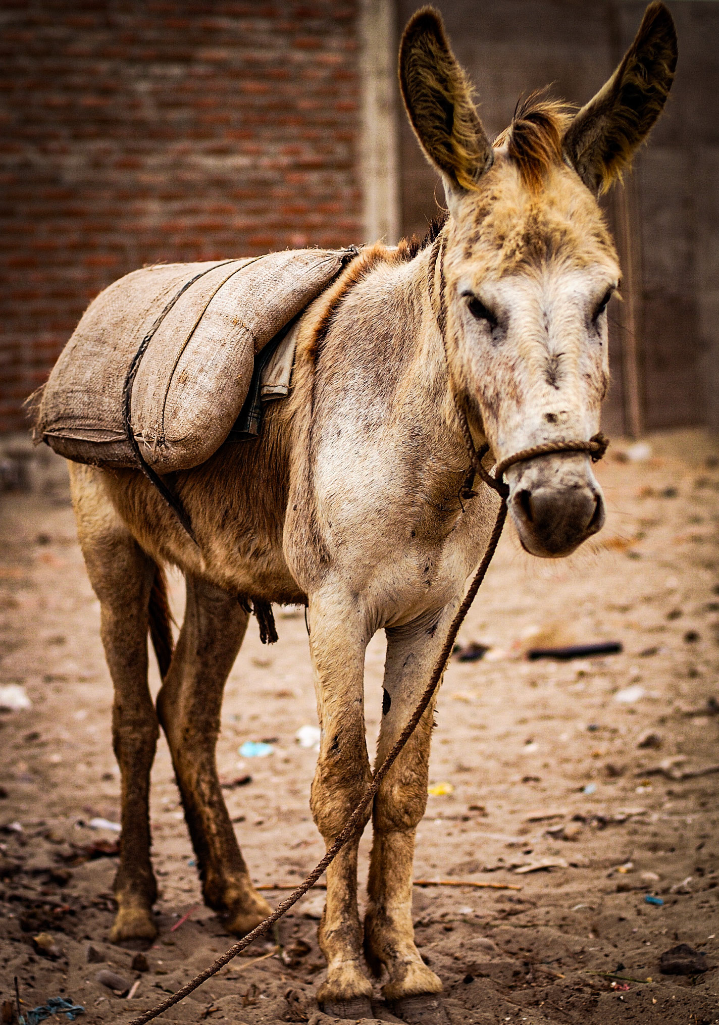 La Caleta de San José, Lambayeque, Peru · December 28, 2005 · Nikon D70s 50.0 mm f/1.4 · 1/8000 sec f/2.0 ISO 200