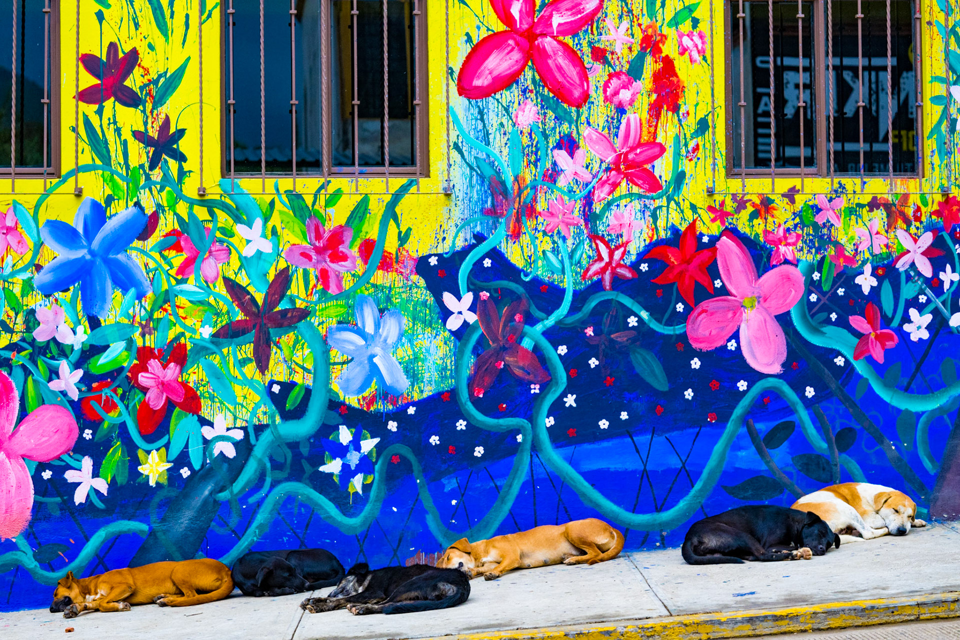 Tlalixtac de Cabrera, Oaxaca, Mexico · August 13, 2022 · Nikon Z 9 · Nikkor Z 85 mm f/1.8 S · 1/250 sec f/4.0 ISO 1600
