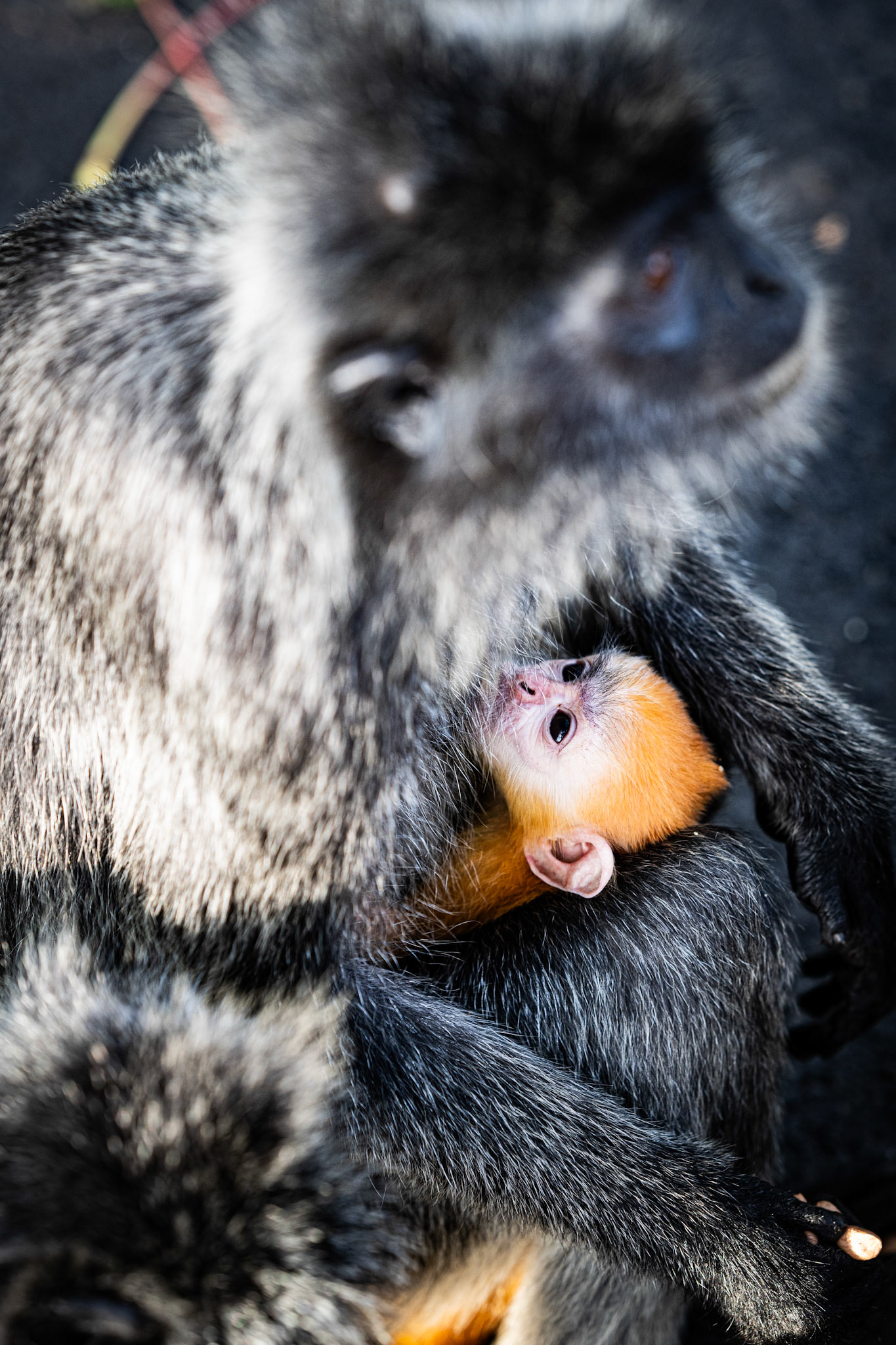 Kuala Selangor, Selangor, Malaysia · July 14, 2022 · Nikon Z 9 · Nikkor Z 85 mm f/1.8 S · 1/200 sec f/3.2 ISO 500