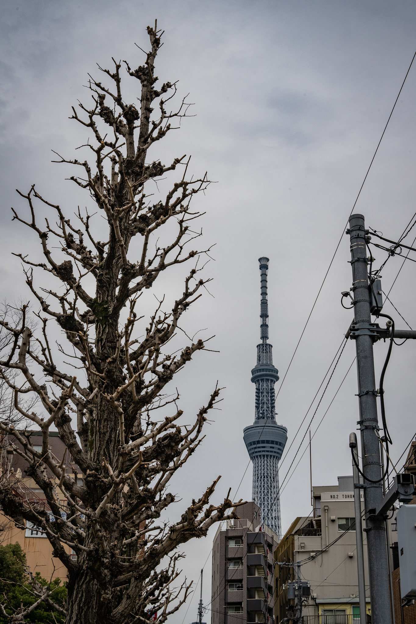 Tokyo, Japan · March 4, 2025 · Nikon Z 9 · Nikkor Z 50mm f/1.2 S · 1/250 sec f/16 ISO 250