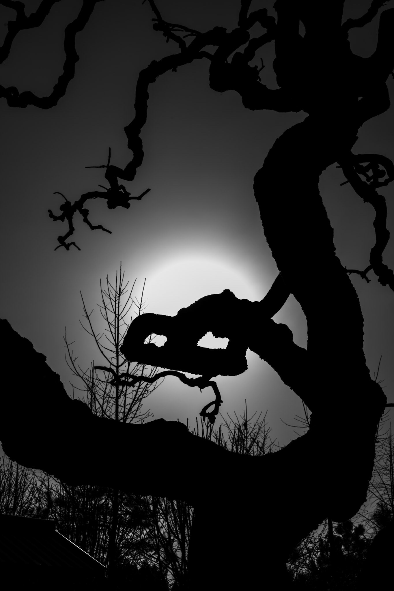 Giant Wild Goose Pagoda, Xian, Shaanxi, China · January 5, 2025 · Nikon Z 9 · Nikkor Z 50mm f/1.2 S · 1/100 sec f/14 ISO 64