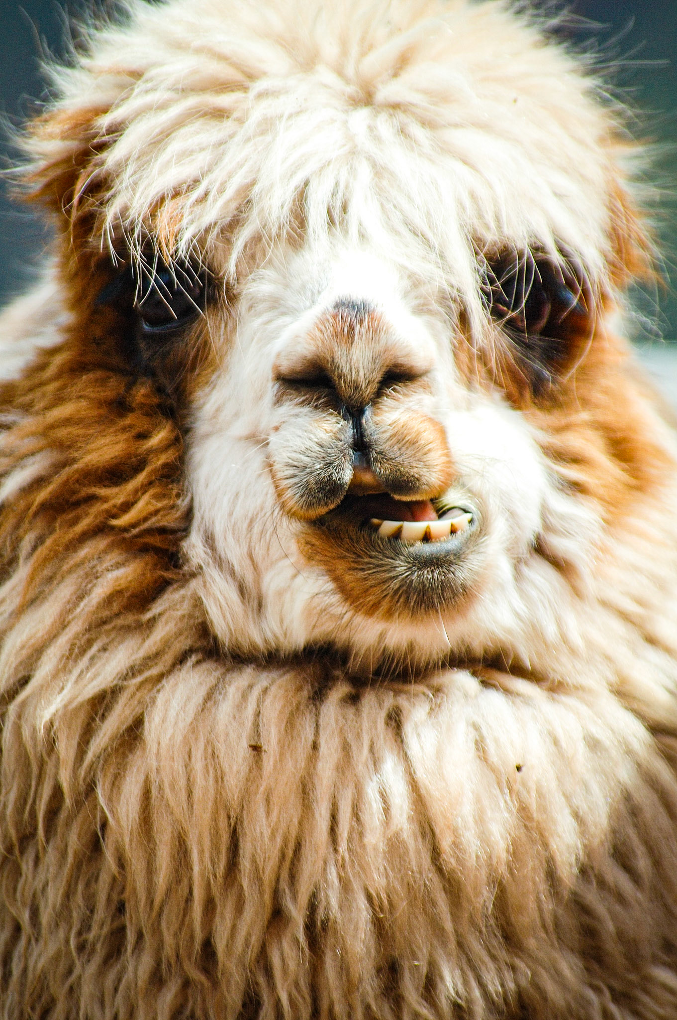 Peru · January 1, 2006 · Nikon D70s · 70.0-300.0 mm f/4.0-5.6 · 1/800 sec f/5.6 ISO 200