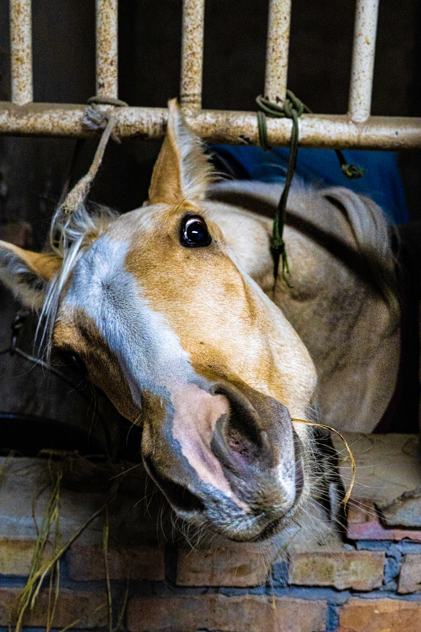 Beijing, China · January 20, 2024 · Nikon Z 9 · Nikkor Z 50mm f/1.2 S · 1/200 sec f/8.0 ISO 8000