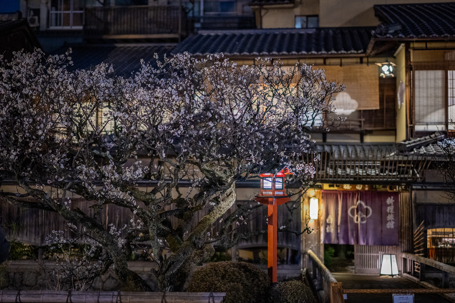Kyoto, Japan · March 01, 2025 · Nikon Z 9 · Nikkor Z 50mm f/1.2 S · 1/60 sec f/1.2 ISO 4500
