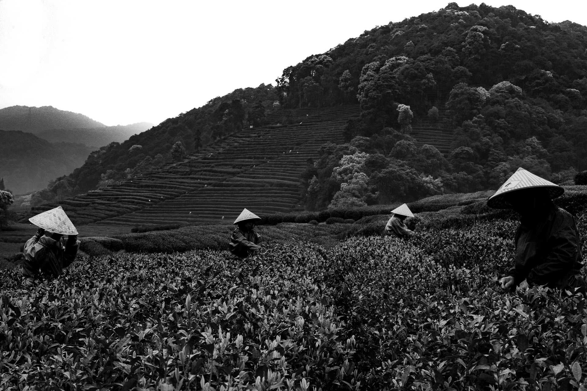 West Lake Longjing, Hangzhou, Zeijang, China · April 12, 2025 · Nikon Z 9 · Nikkor Z 50mm f/1.2 S · 1/100 sec f/16 ISO 800