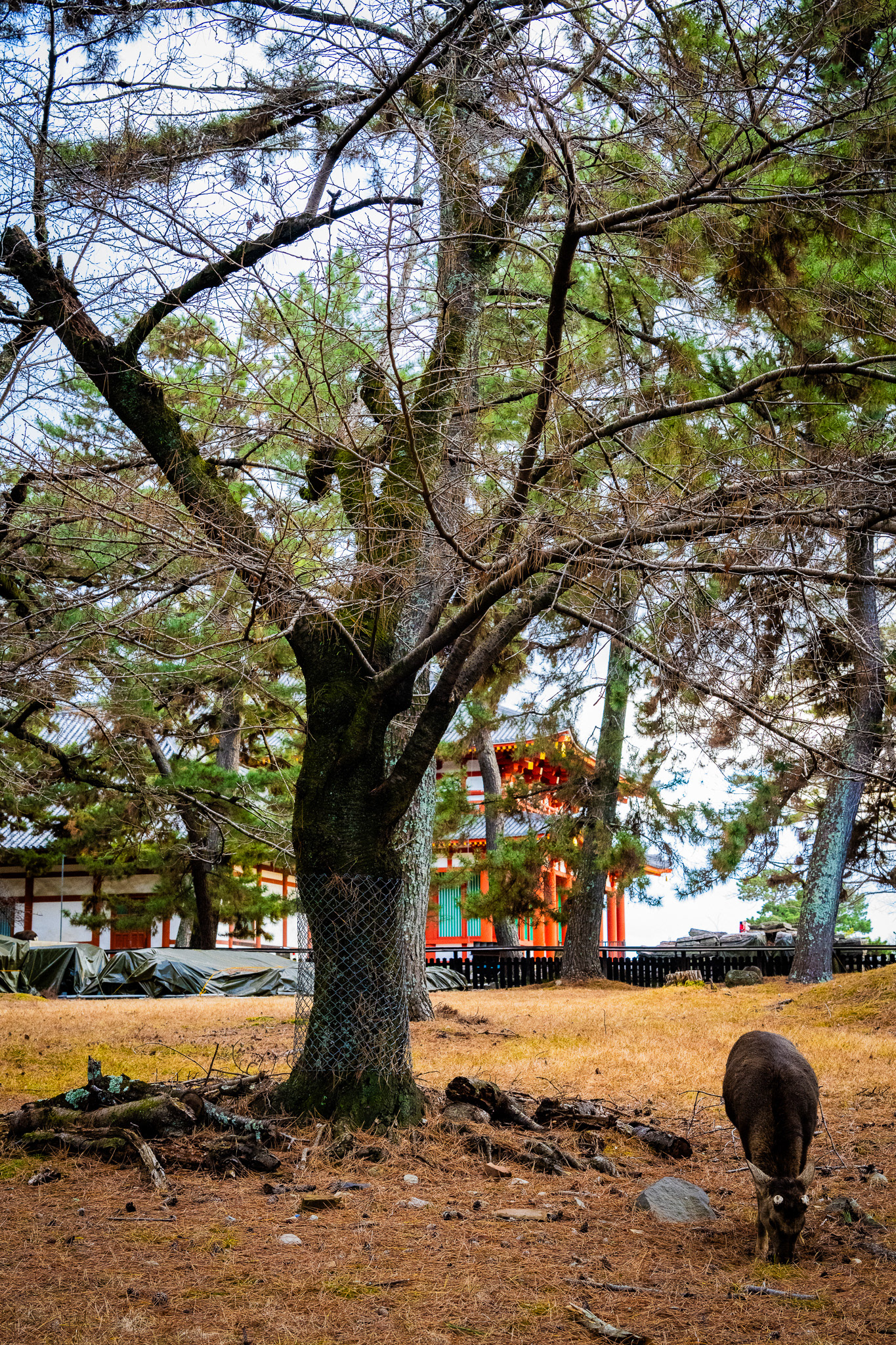 Nara, Japan · February 24, 2025 · Nikon Z 9 · Nikkor Z 50mm f/1.2 S · 1/200 sec f/9.0 ISO 2800