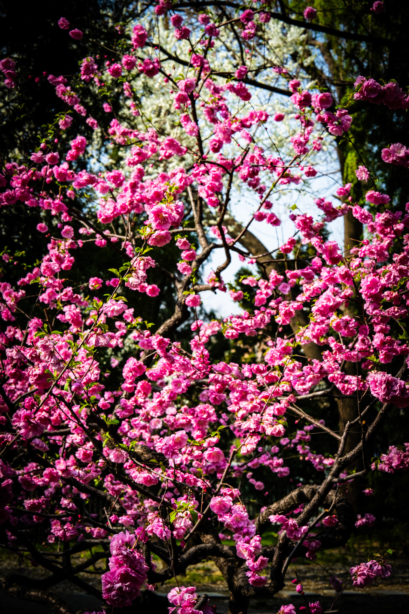 Beijing, China · April 5, 2024 · Nikon Z 9 · Nikkor Z 85mm f/1.2 S · 1/200 sec f/16 ISO 400