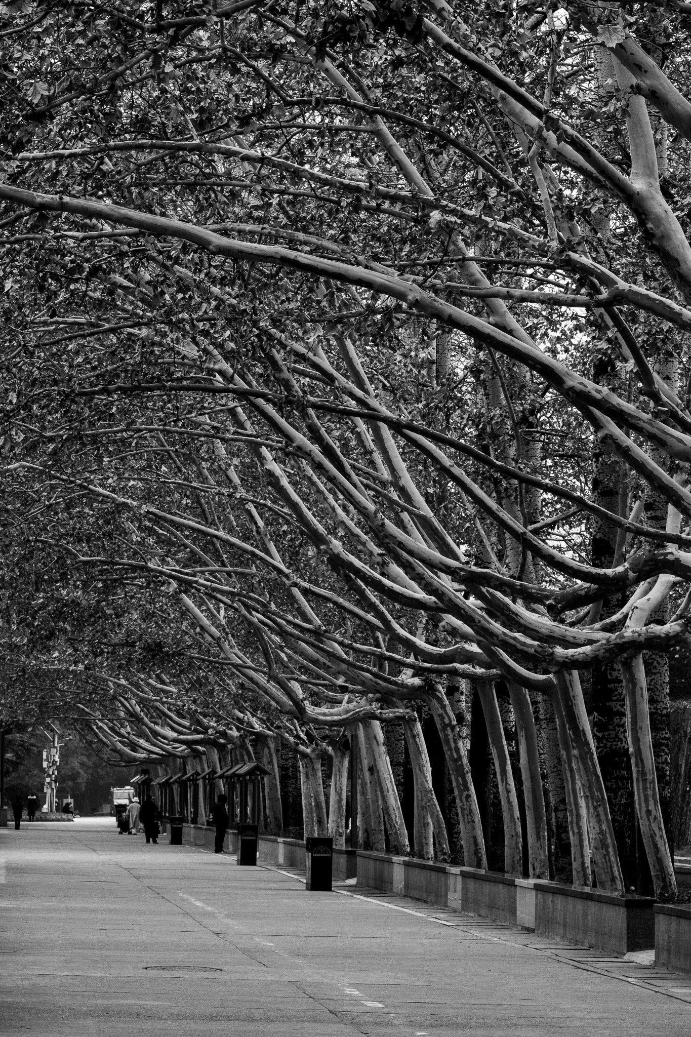 Xi’an, Shaanxi, China · January 04, 2025 · Nikon Z 9 · Nikkor Z 135mm f/1.8 S Plena · 1/200 sec f/16 ISO 2000