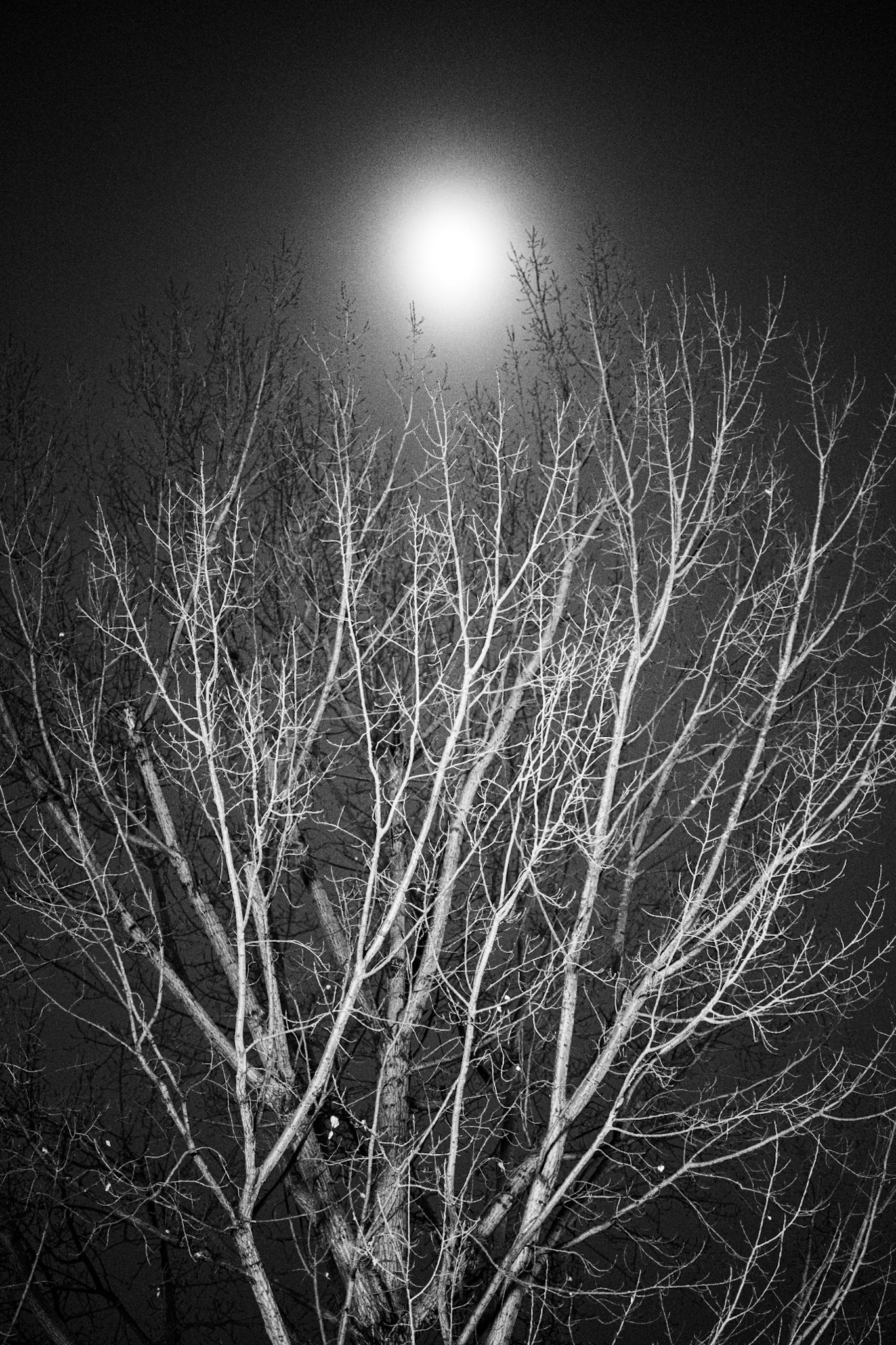 Beijing, China · January 20, 2024  ·Nikon Z 9 · Nikkor Z 50mm f/1.2 S · 1/80 sec f/1.2 ISO 5000