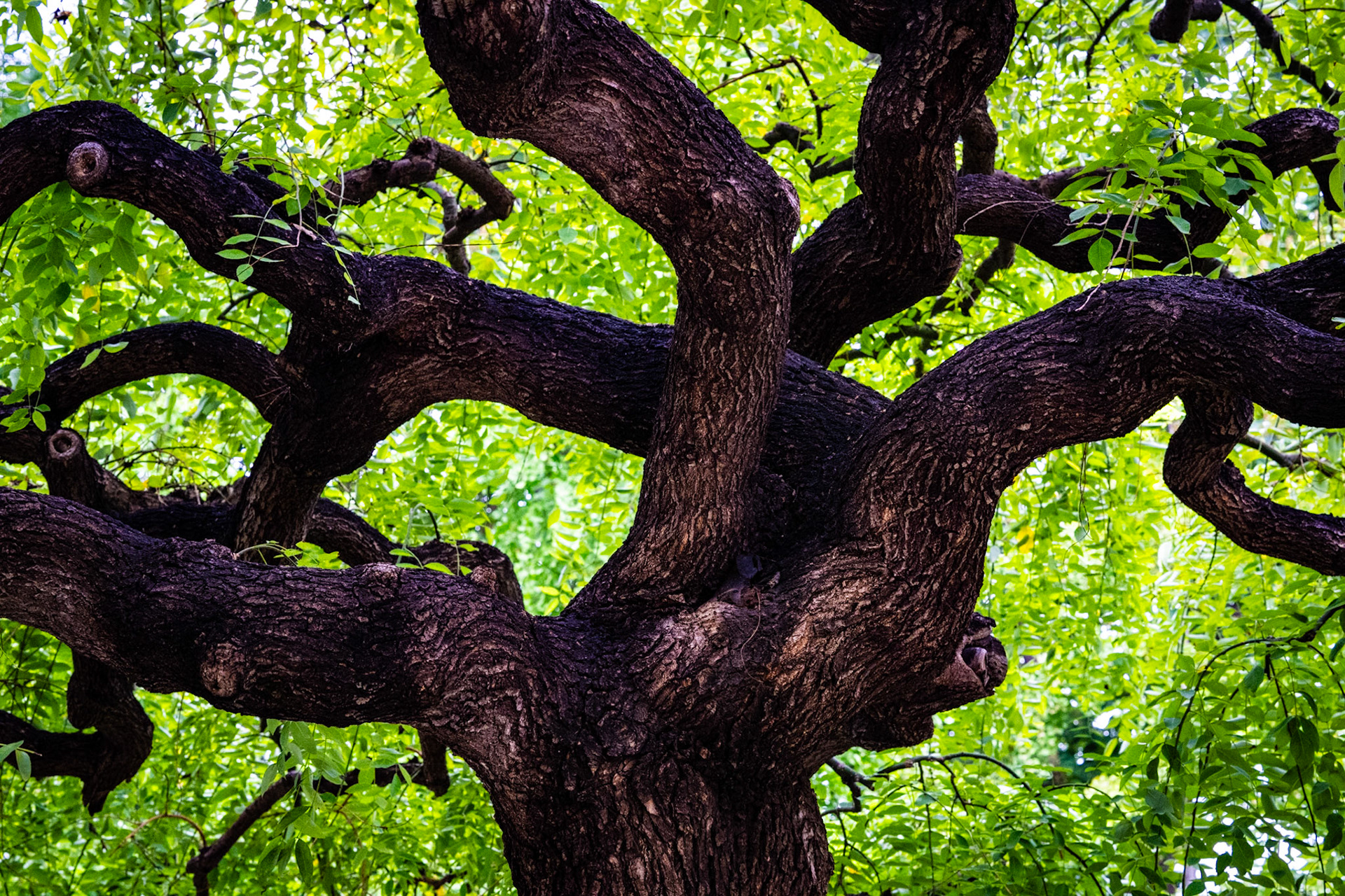 Beijing, China · September 10, 2023 · Nikon Z 9 · Nikkor Z 50 mm f/1.2 S · 1/50 sec f/8.0 ISO 5600