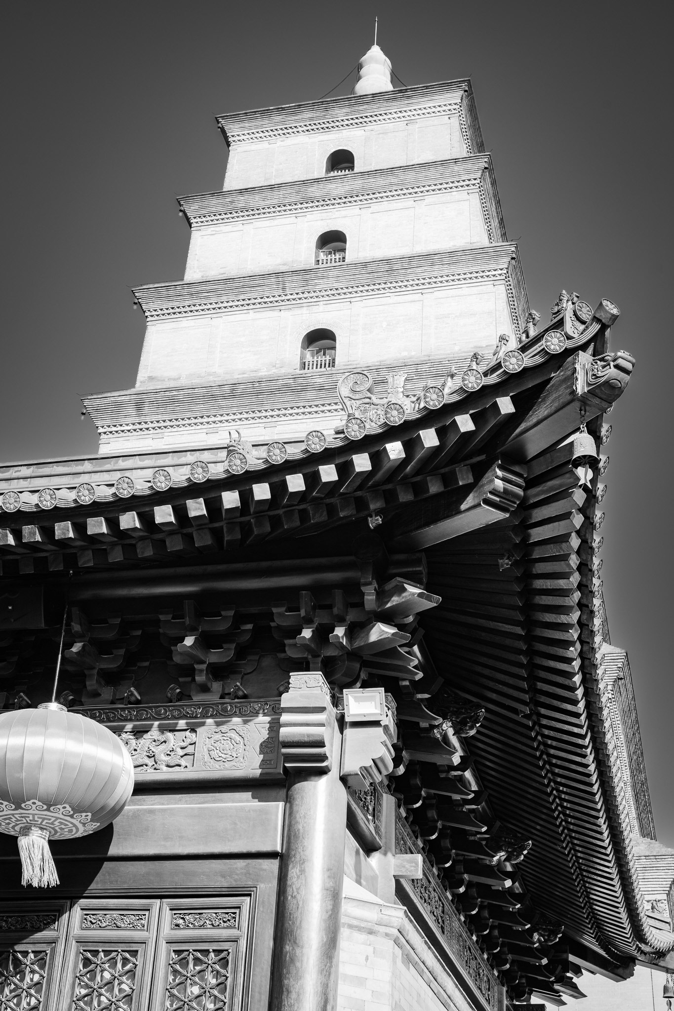 Gian WIld Goose Panda Xi’an, Shaanxi, China · January 5, 2025 · Nikon Z 9 · Nikkor Z 50mm f/1.2 S · 1/200 sec f/8.0 ISO 220