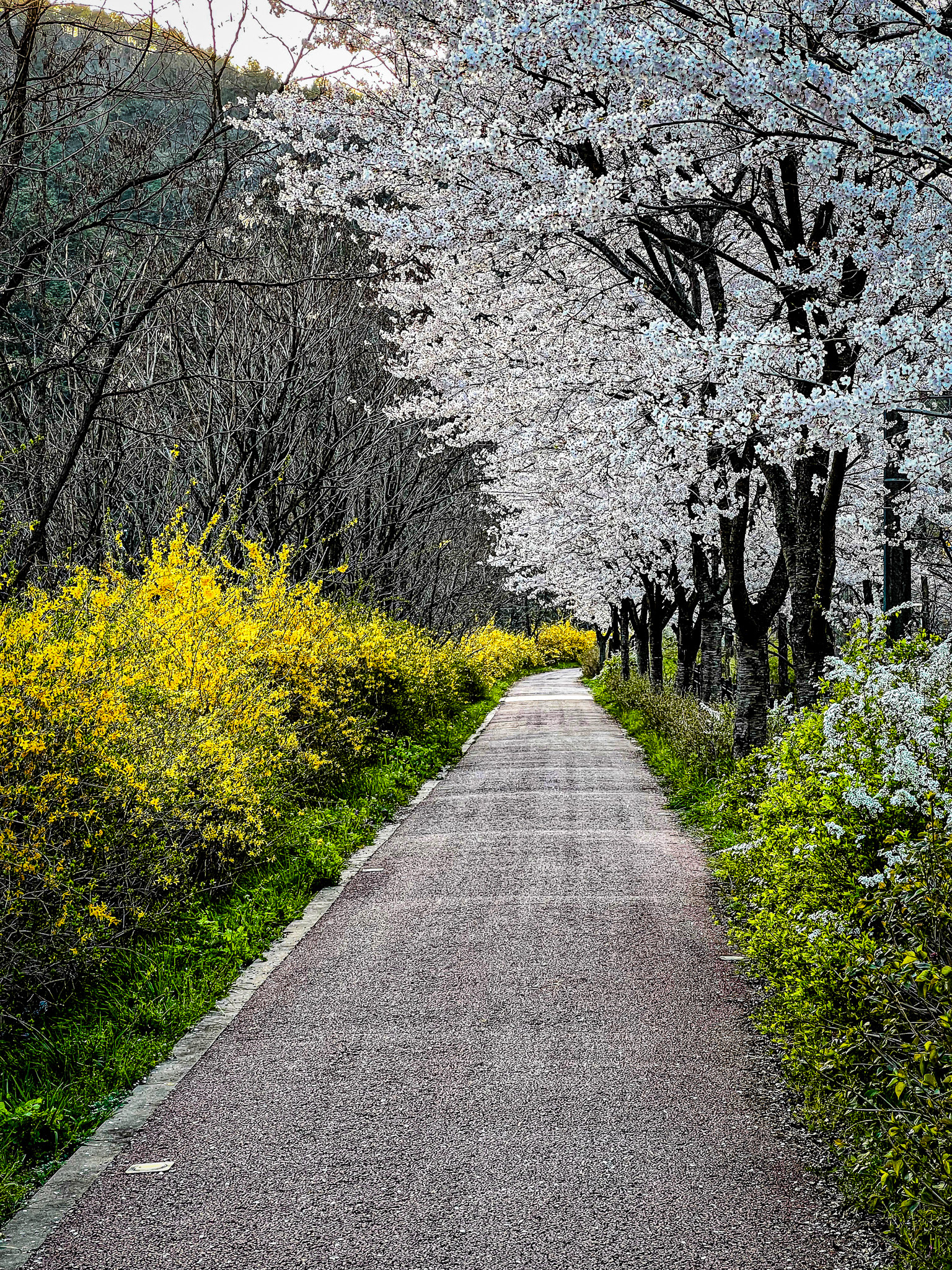Jeonju, Jeollabuk-do, South Korea · April 9, 2022 · Apple iPhone 13 Pro · Max iPhone 13 Pro Max back triple camera 9 mm f/2.8 · 1/100 sec f/2.8 ISO 40