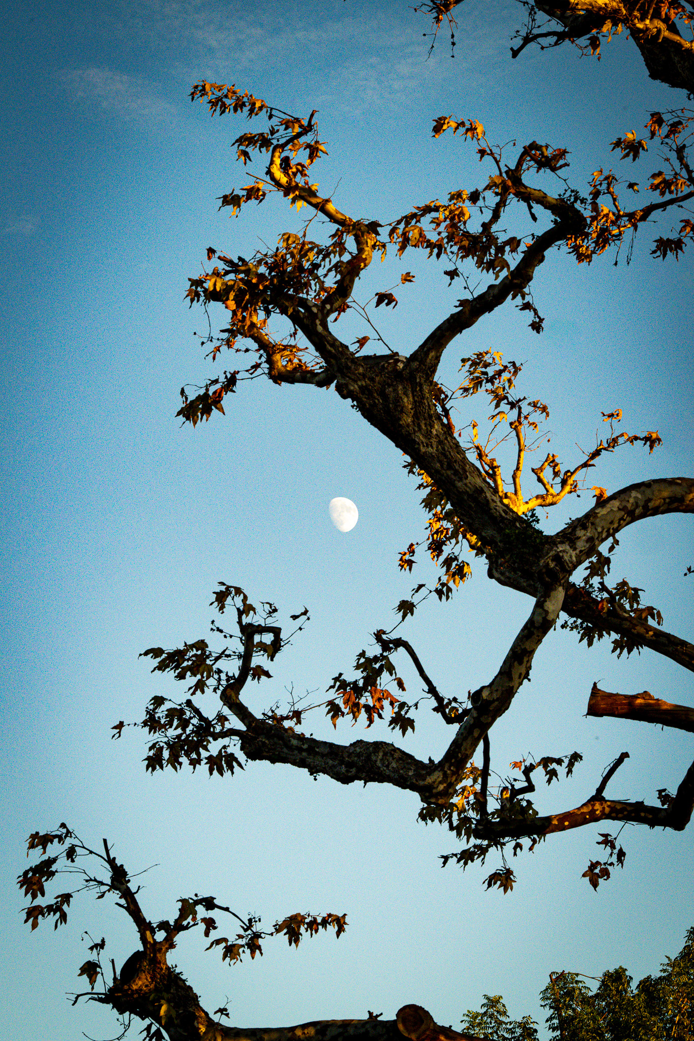 Los Angeles, California · October 2, 2025 · Nikon Z 9 · Nikkor Z 135mm f/1.8 S Plena · 1/800 sec f/16 ISO 2200