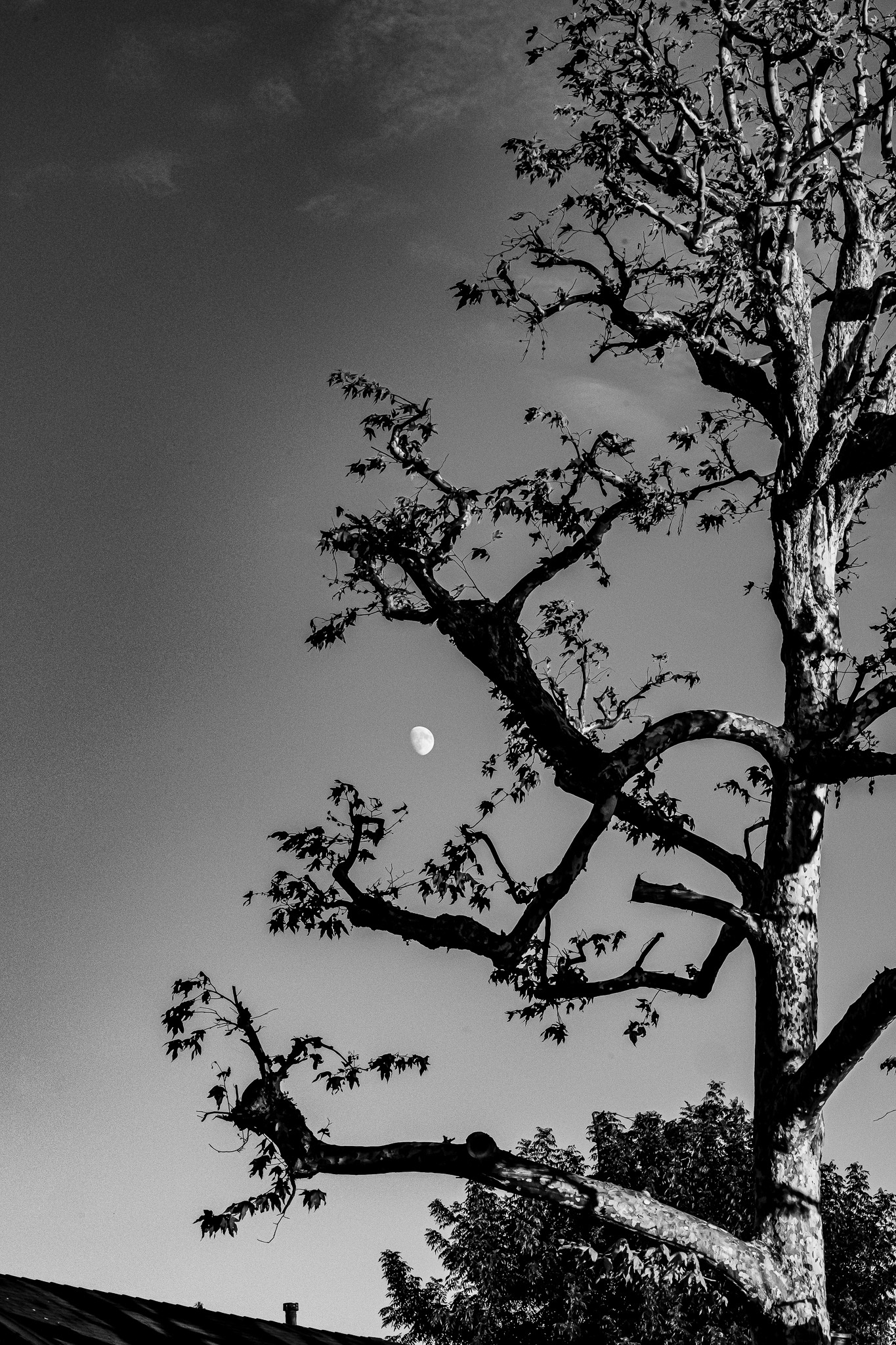 Los Angeles, California · October 2, 2025 · Nikon Z 9 · Nikkor Z 85mm f/16 S · 1/800 sec f/16 ISO 2200