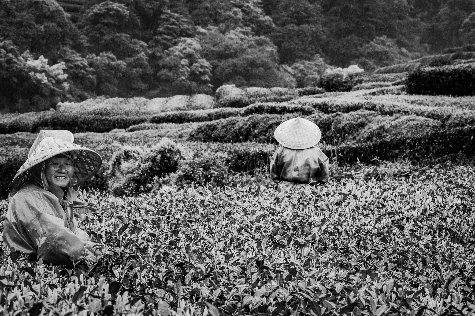 West Lake, Longjing, Hangzhou, Zhjian, China · April 12, 2025 · Nikon Z 9 · Nikkor Z 135mm f/1.8 S Plena · 1/200 sec f/16 ISO 4000