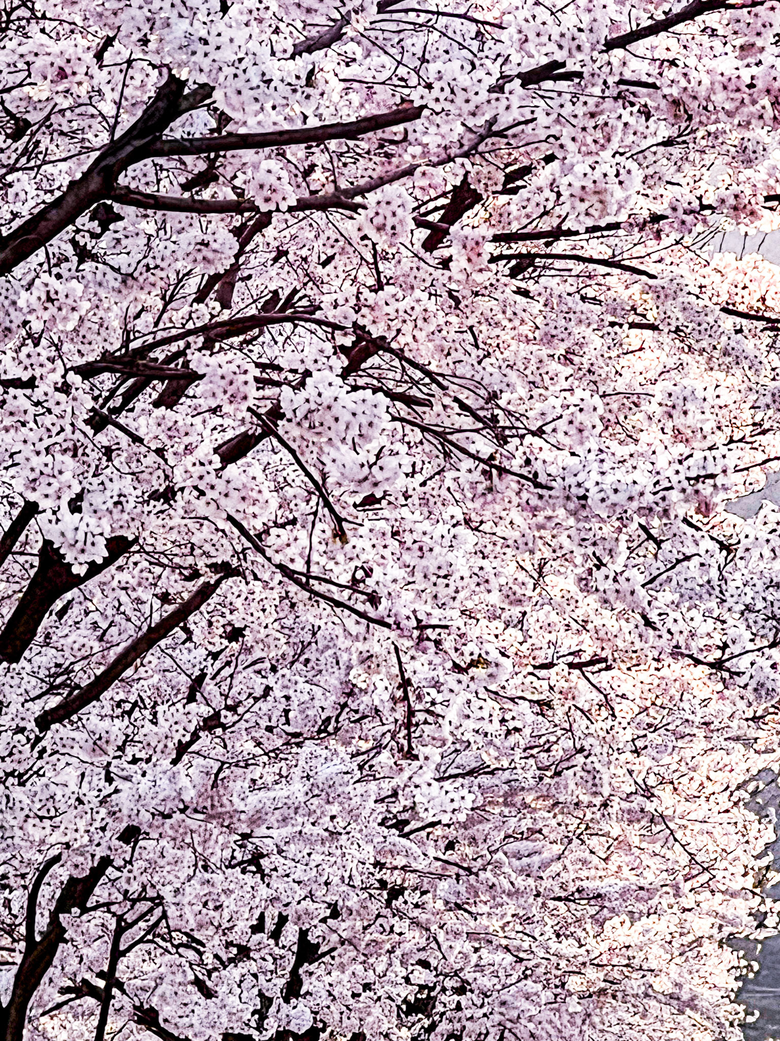 Jeonju, Jeollabuk-do, South Korea · April 9, 2022 · Apple iPhone 13 Pro Max · iPhone 13 Pro Max back triple camera 9 mm f/2.8 · 1/950 sec f/2.8 ISO 32