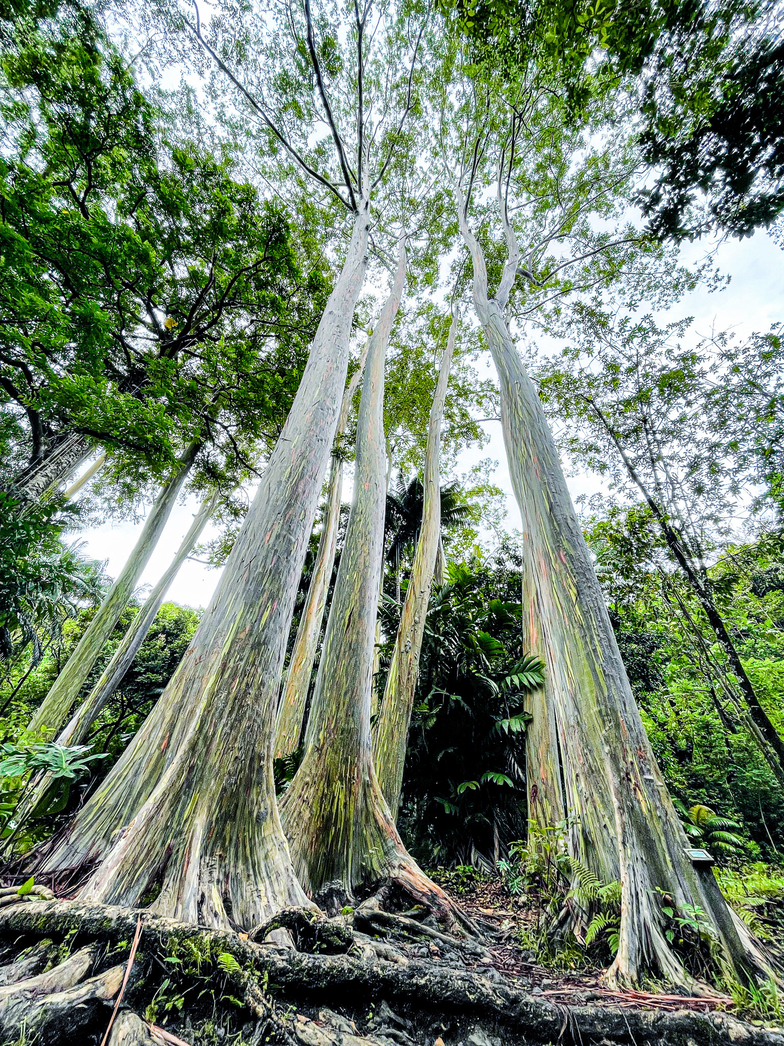 Maui, Hawaii, USA · July 21, 2021 · Apple iPhone 12 Pro Max · iPhone 12 Pro Max back triple camera 1.54 mm f/2.4 · 1/200 sec f/2.4 ISO 25