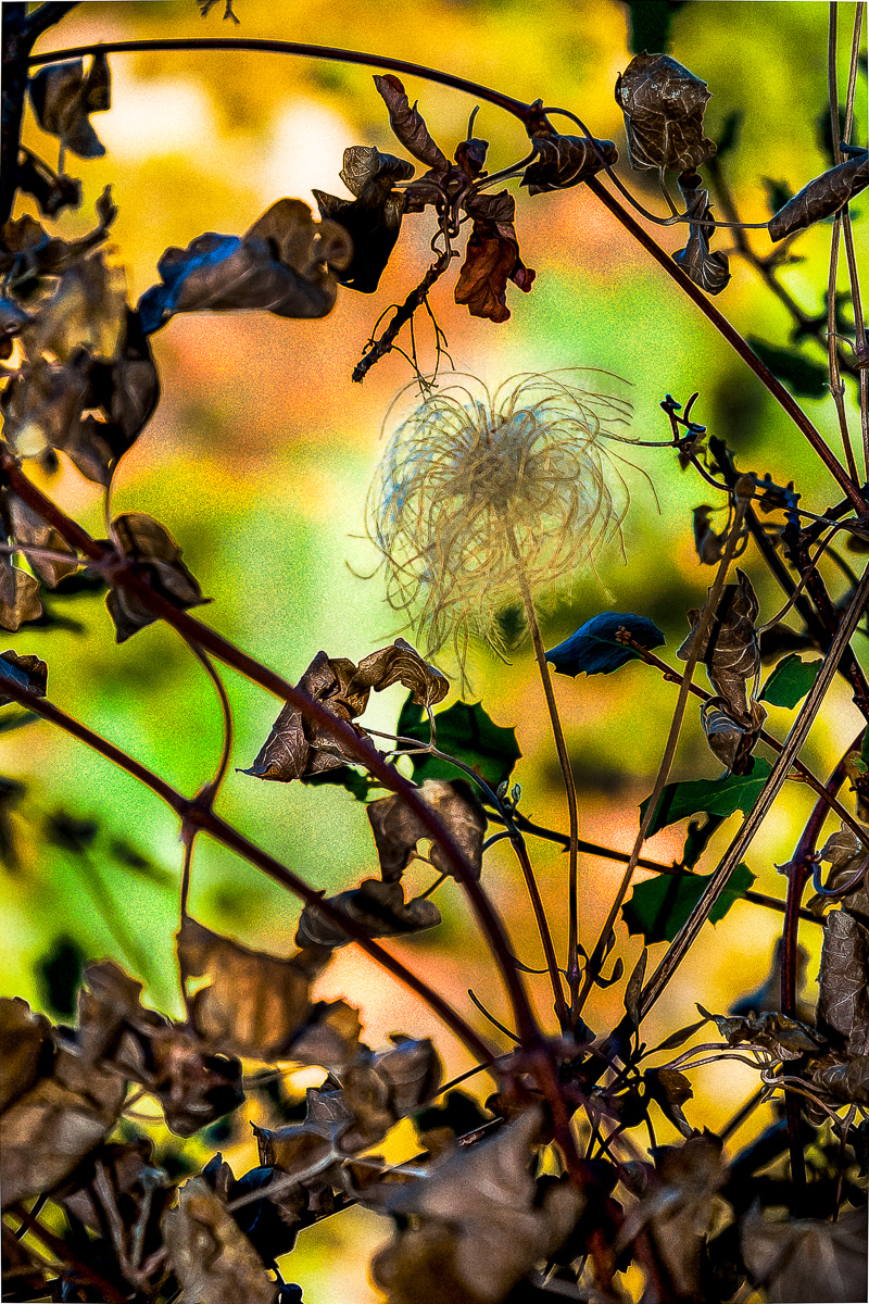 Thistle on Blue Ridge Trail