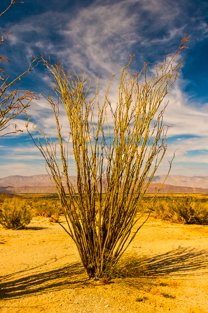 Anza-Borrego State Park
