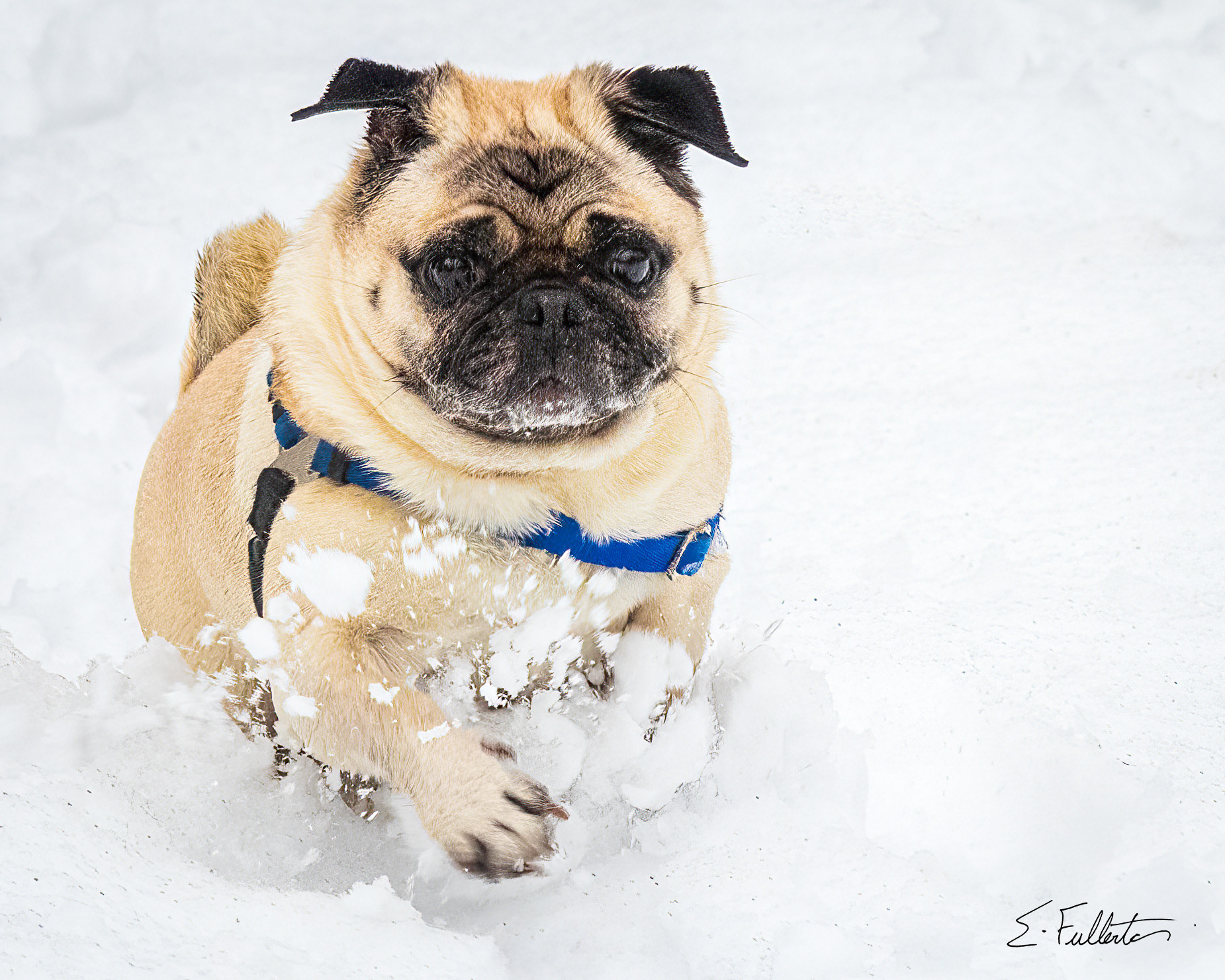 Harvey Running Through Snow