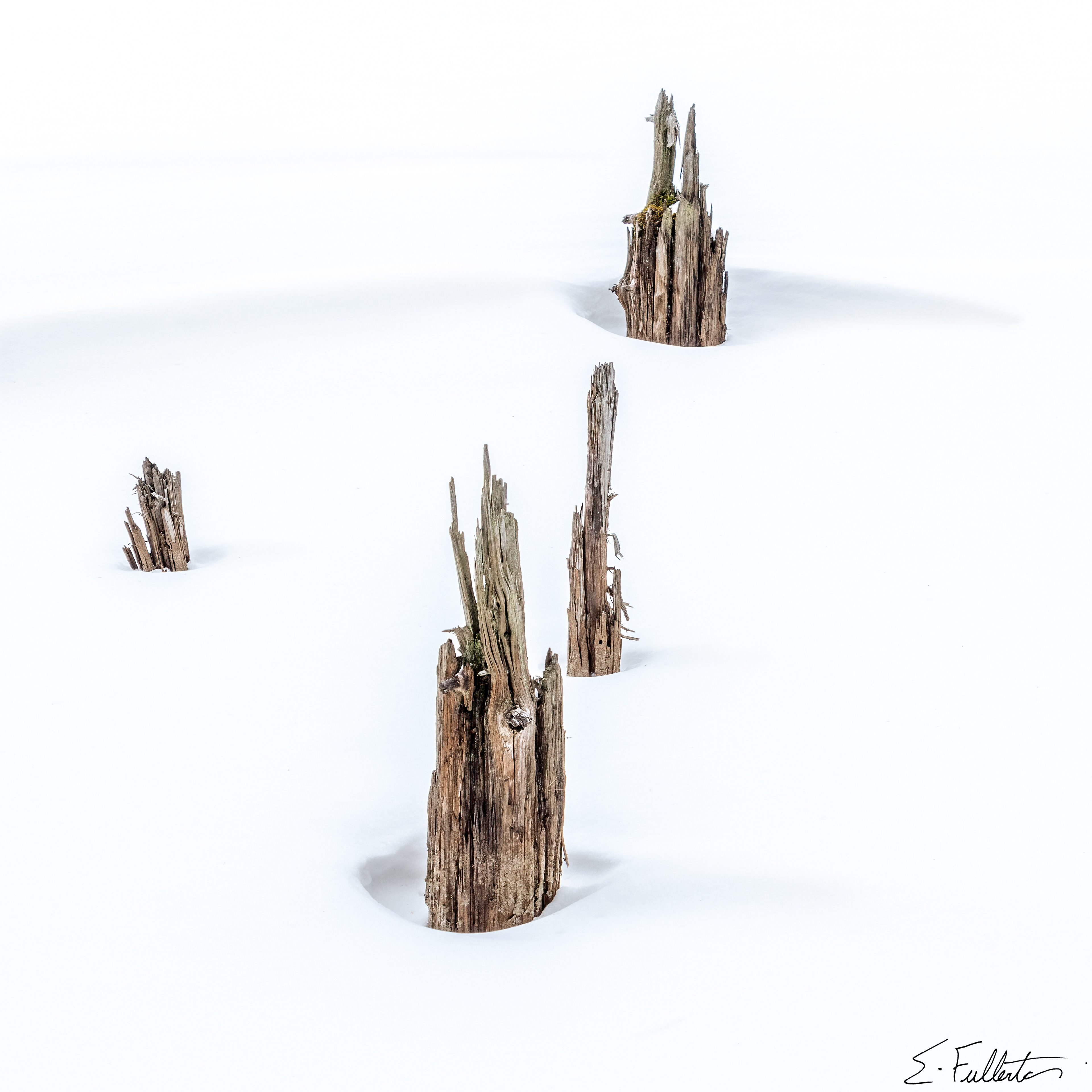 Stumps in Snow