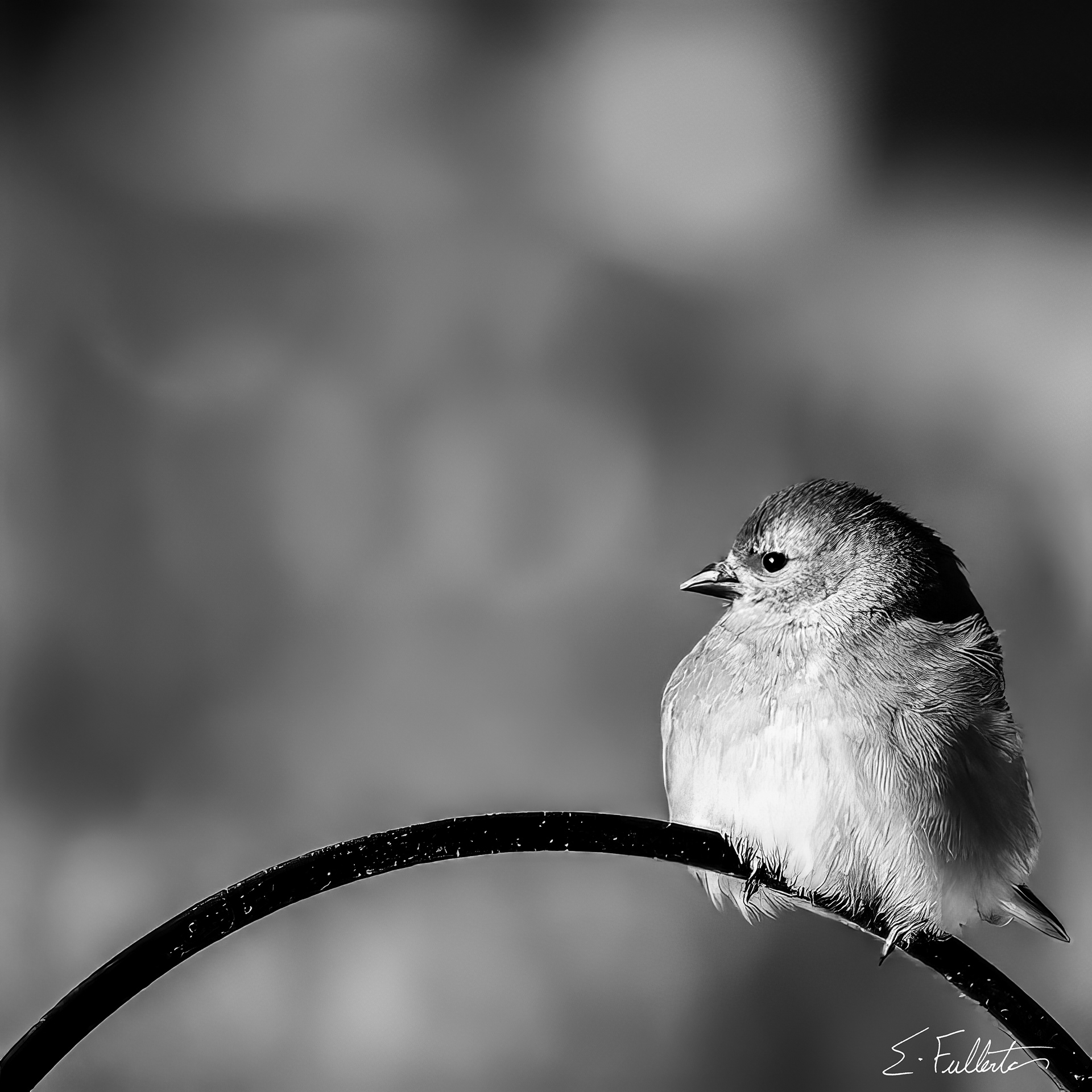 Winter Bird in B&W