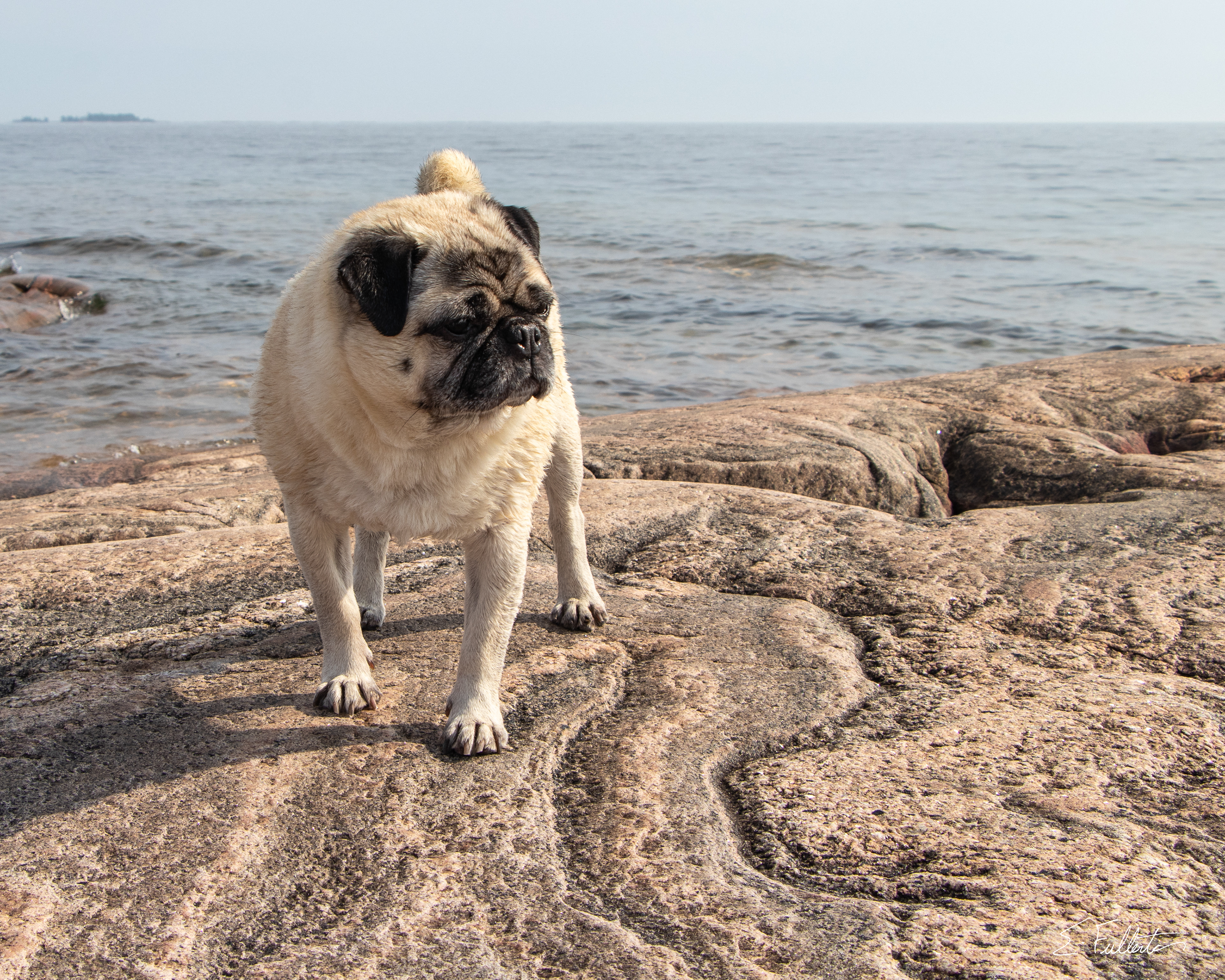 Harvey on Franklin Island #1