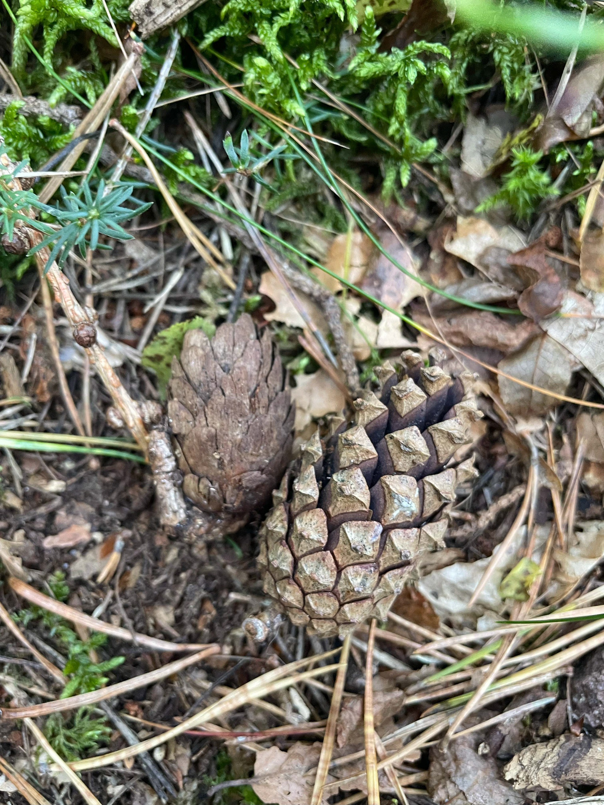 Module 3: Alternative Playing Figure - Pines