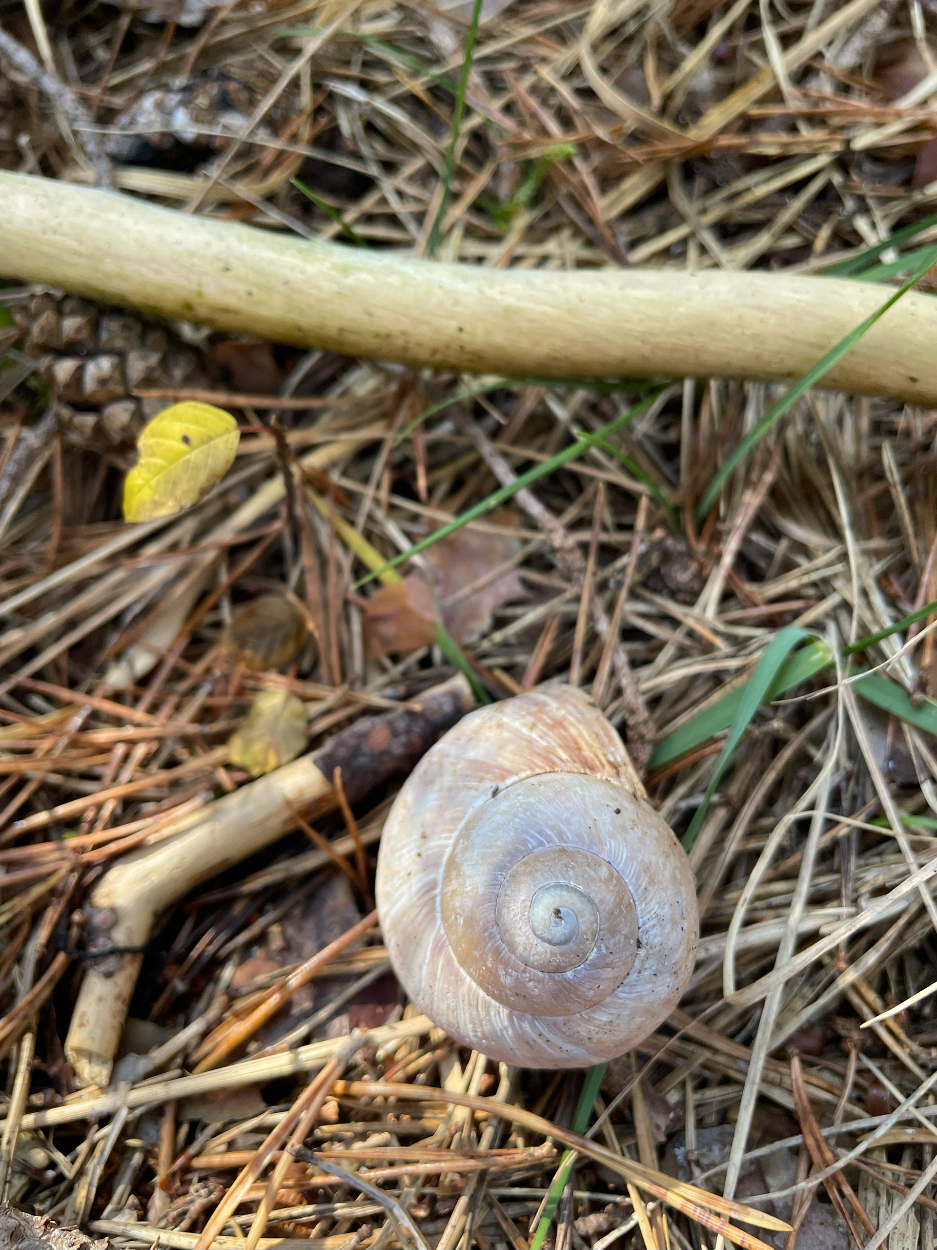 Module 3: Alternative Playing Figure - Snail Shell